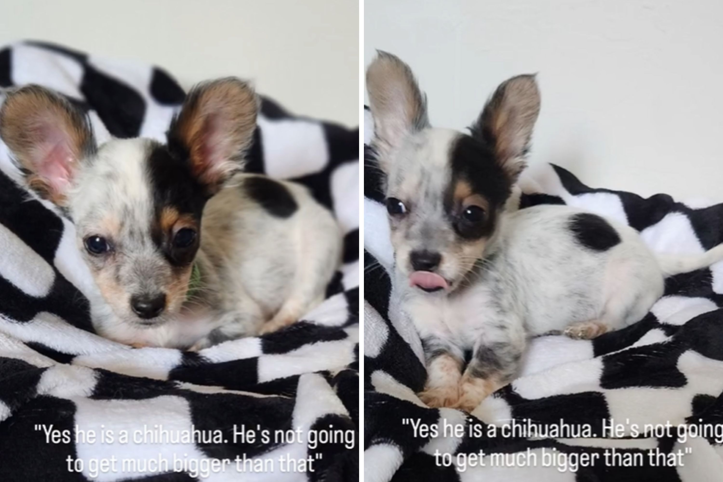 Owner Told Chihuahua Won’t Get Much Bigger—Realizes Rescue ‘Lied to Us’