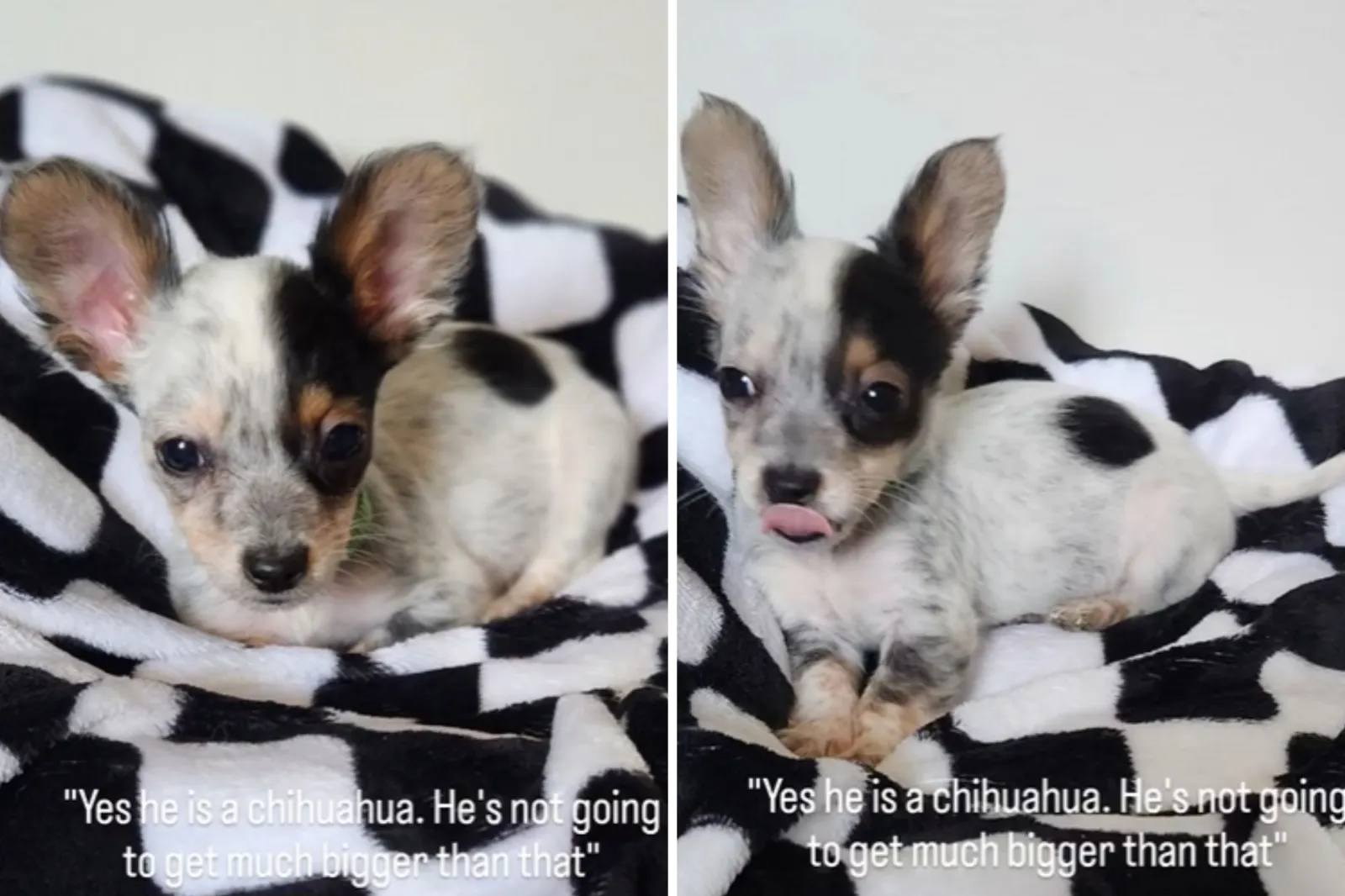 Owner Told Chihuahua Won’t Get Much Bigger—Realizes Rescue ‘Lied to Us’