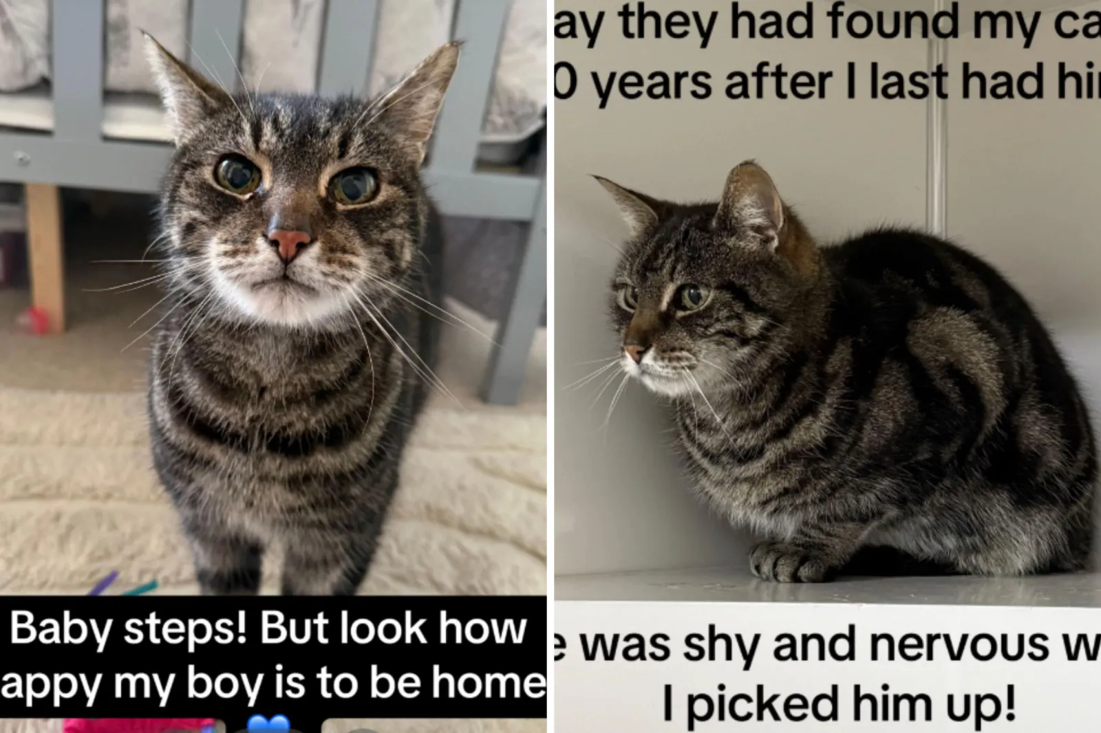Cat found 10 years later