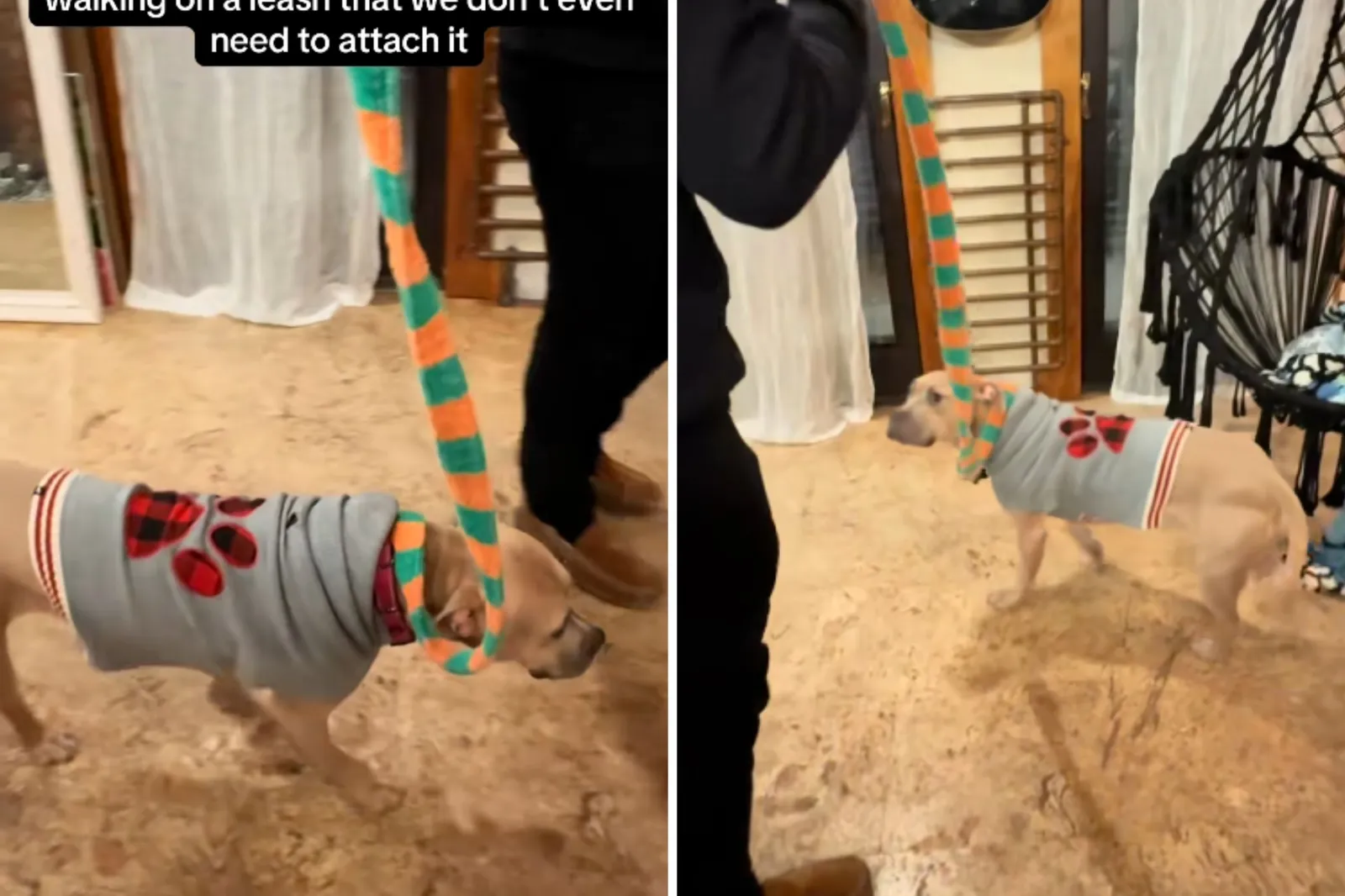 Pit bull walks with leash