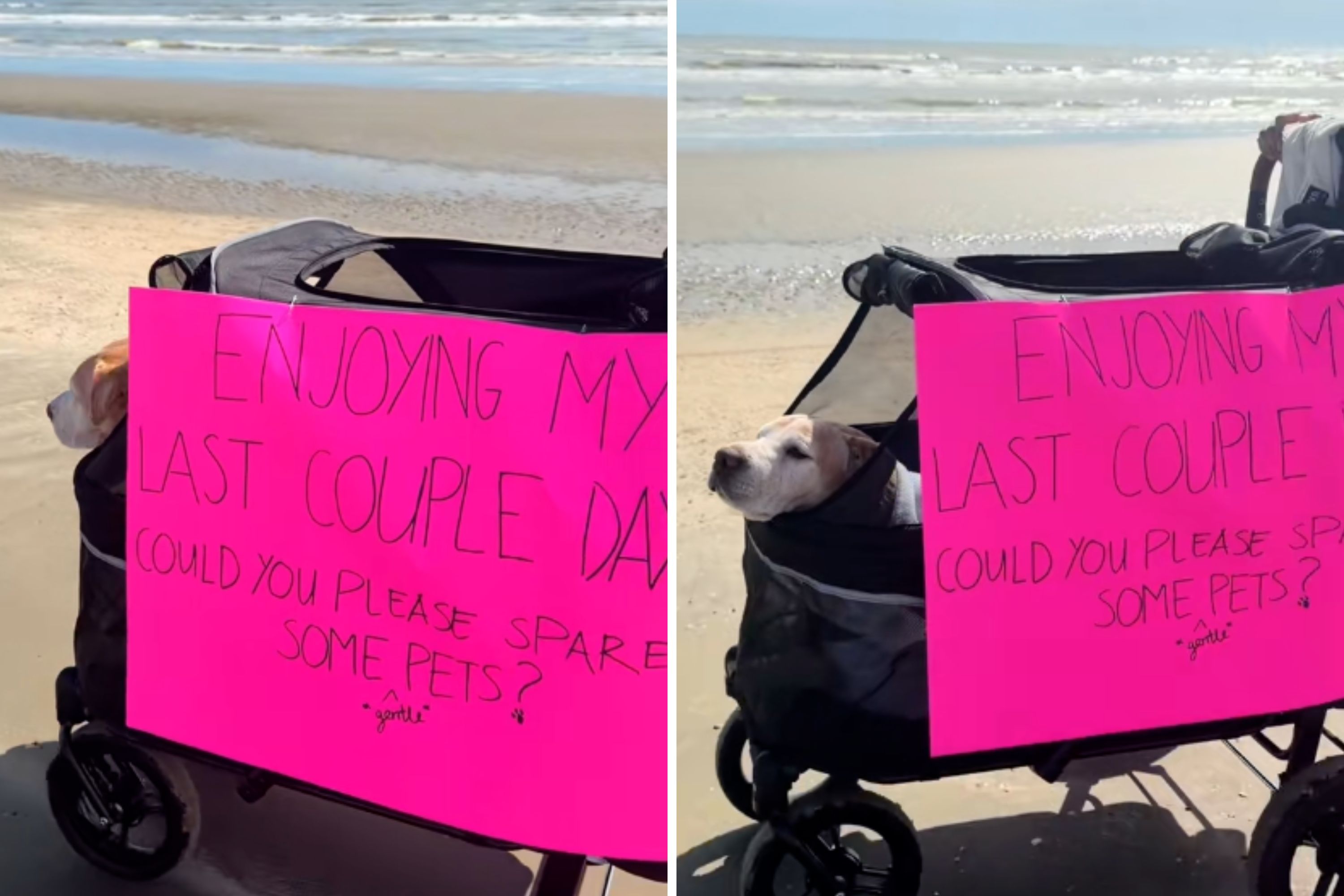 'Please Spare Some Pets' Sign for Dog’s Last-Ever Beach Day Breaks Hearts