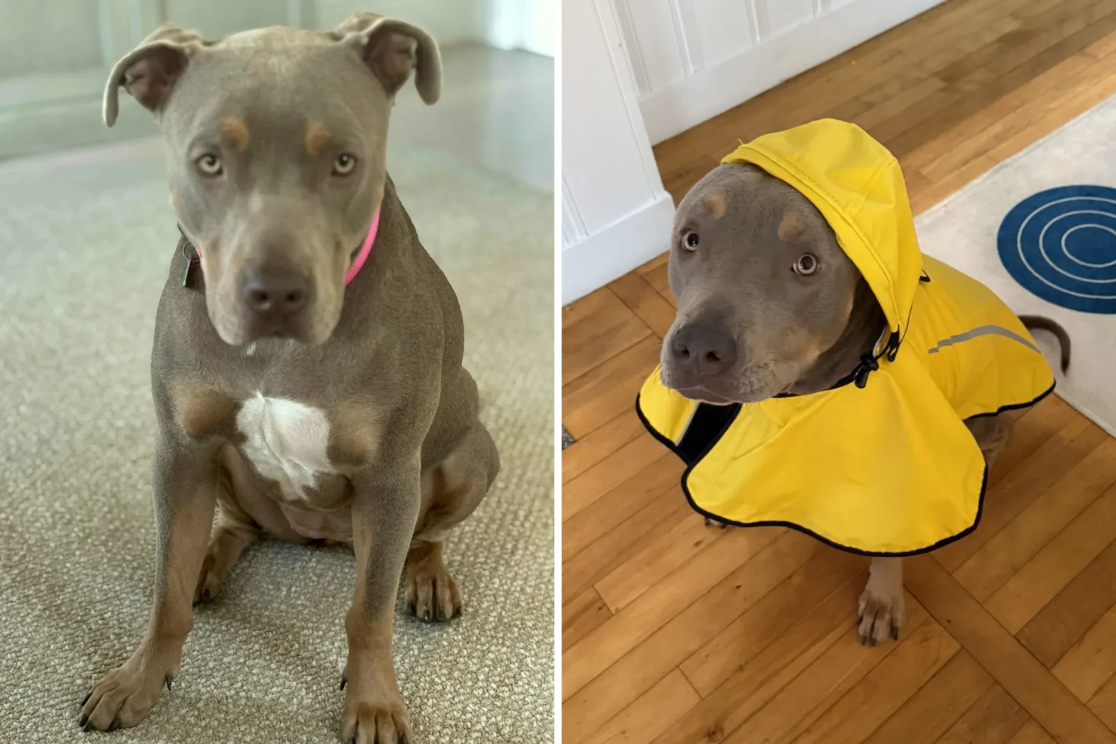 Rescue dog named Susie Q