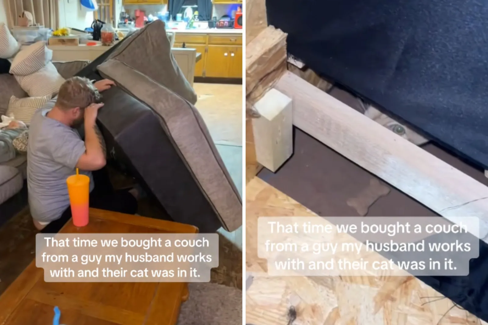 Couple Hear Noises From Used Couch—Then Realize What Seller Left Inside