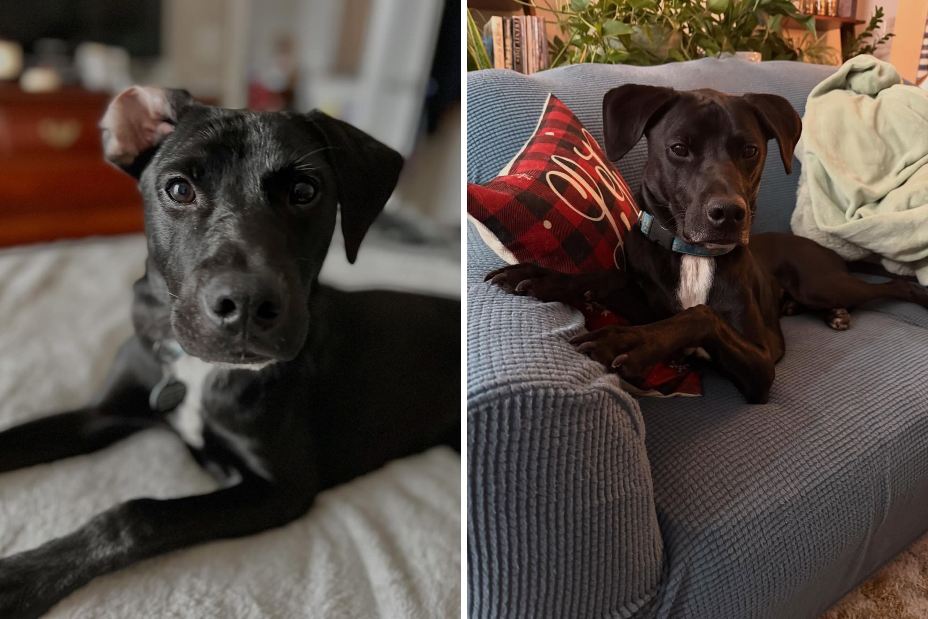 Owner DNA Tests Rescue Dog, Reveals Unique Breed Owner 'Never Heard Before'