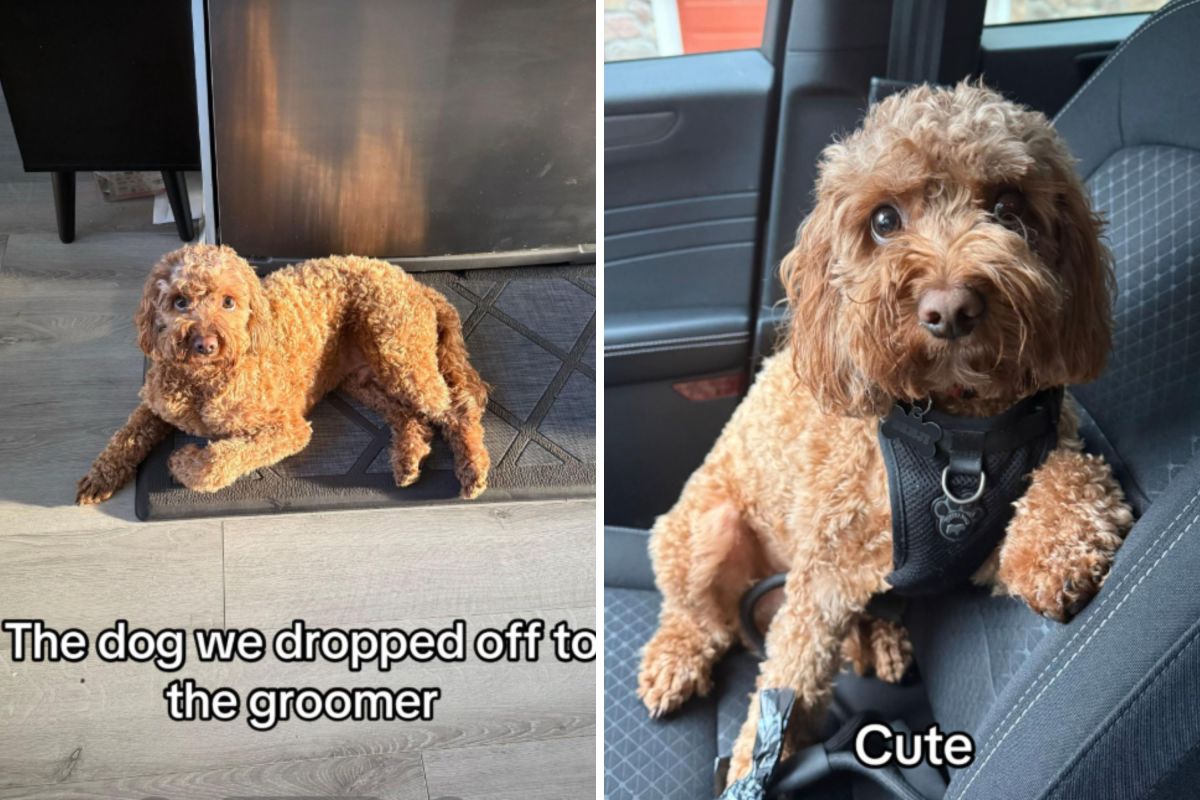 A Cavapoo's Poodle Cut: The Groomer's Mistake That Sparked Outrage