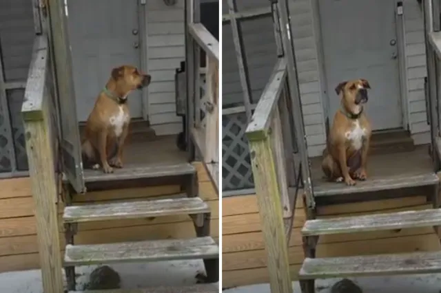 Rescue dog named Kingsley