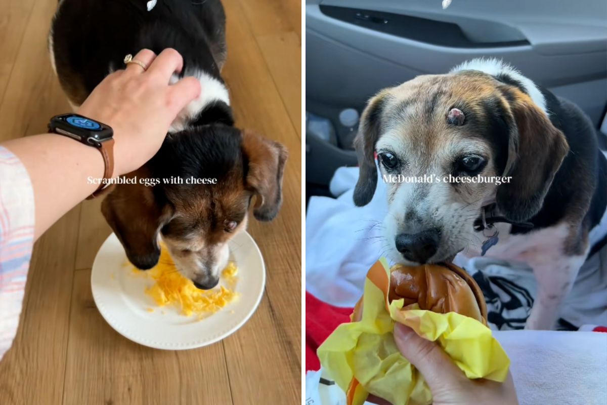 A Heartwarming Farewell: Cooper the Beagle's Bucket List Day