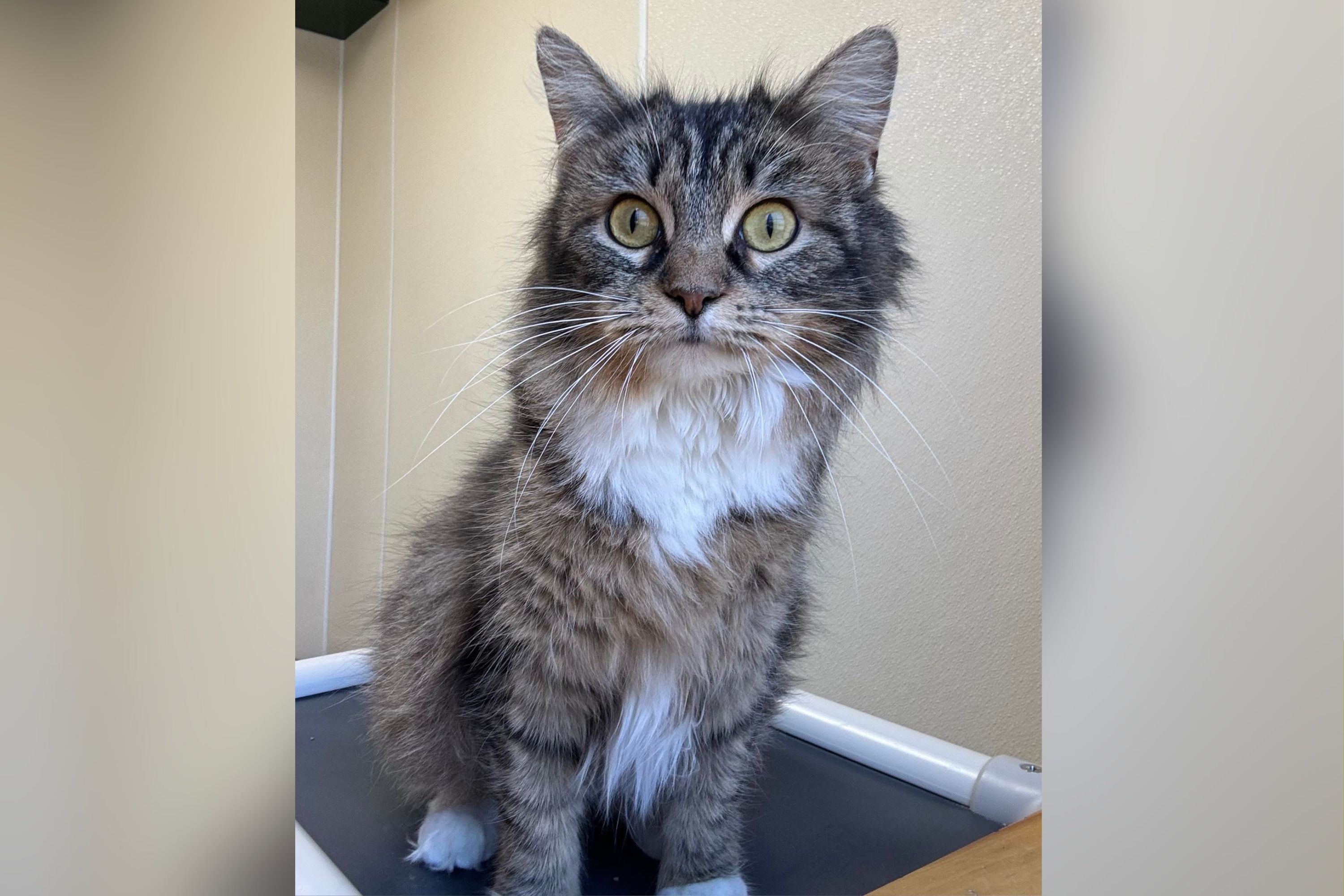 Cat Refuses to Leave Frozen Friend's Side After Owners Abandon Them