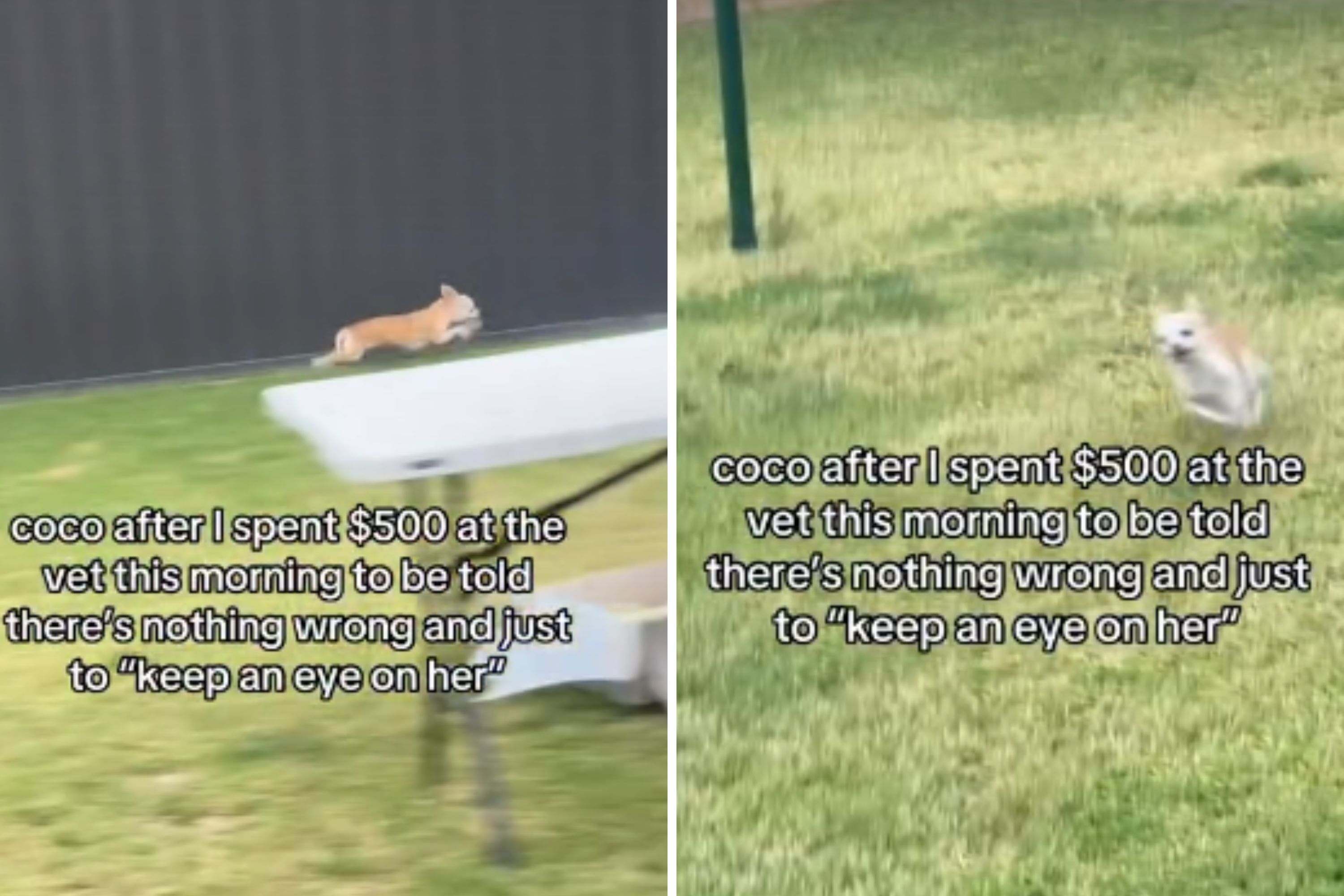 Worried Owner Spends $500 at Vet for 'Limping' Dog—Realizes Truth at Home