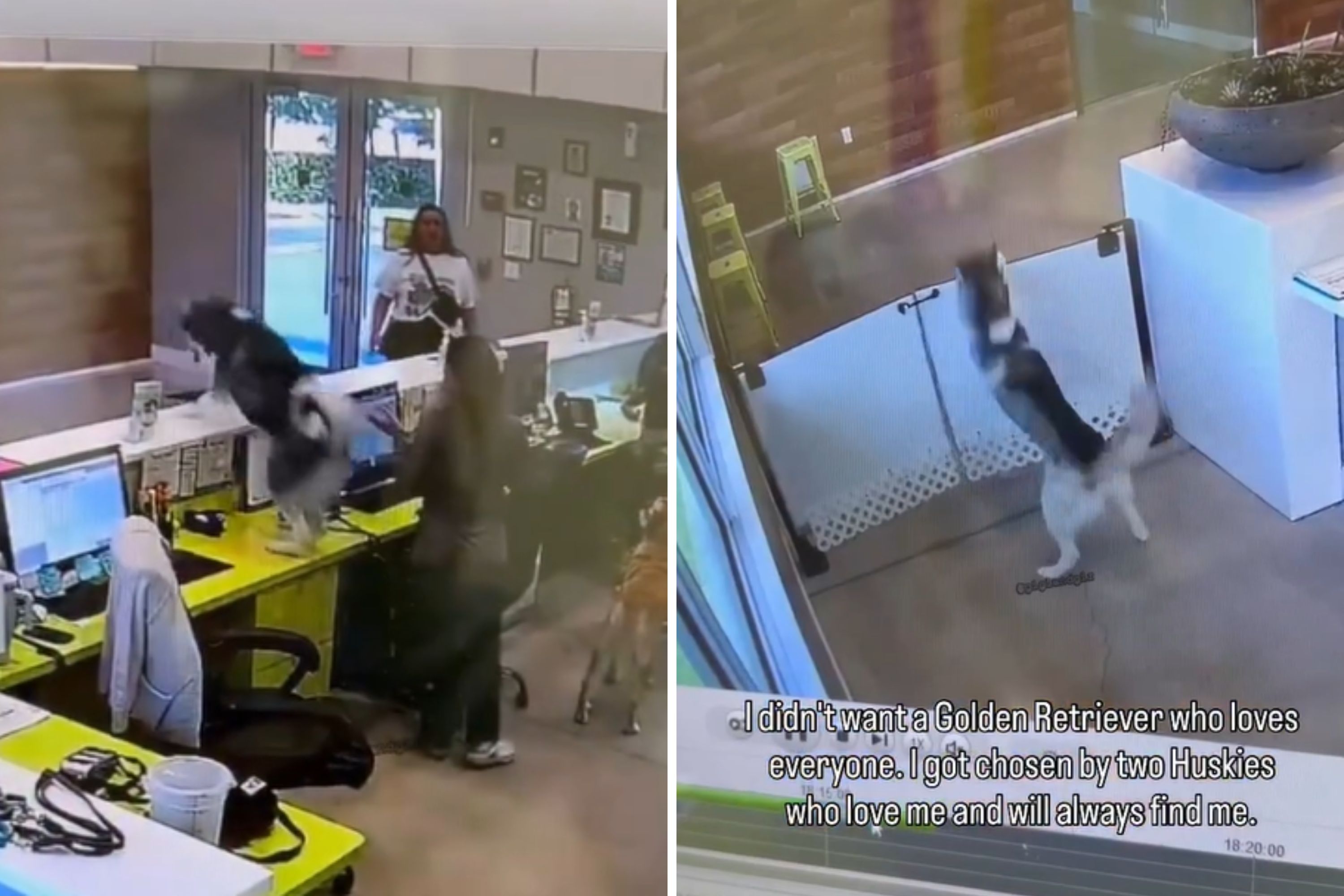 Huskies Realize Owner Is at Day Care Pickup—CCTV Captures What Happens Next
