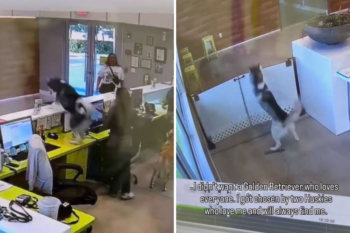 O husky sabia que seu dono estava na creche – câmeras de vigilância capturaram o que aconteceu a seguir.