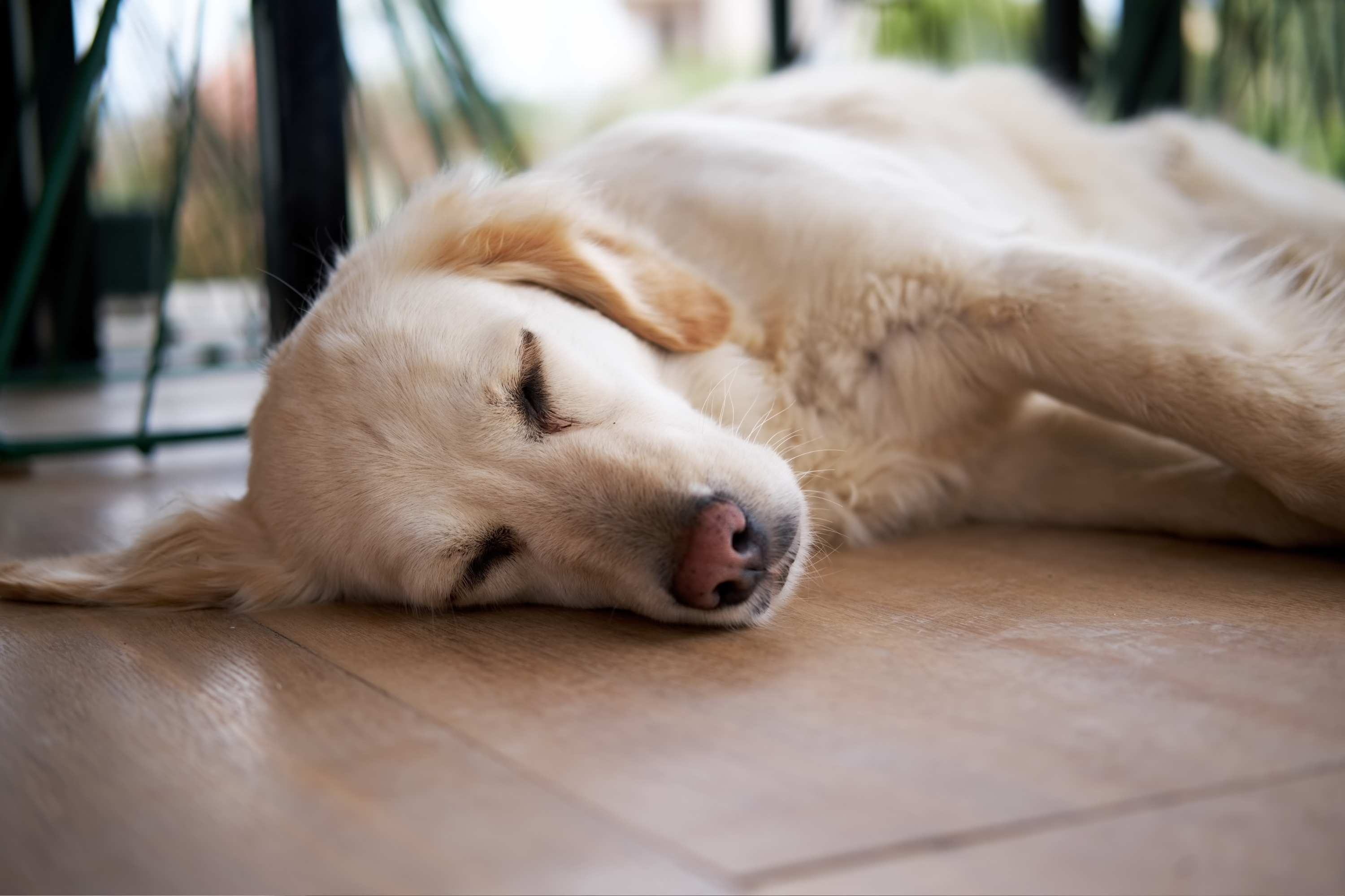 Golden Retriever Has Phantom Pregnancy—No One Expecting Her New 'Babies'