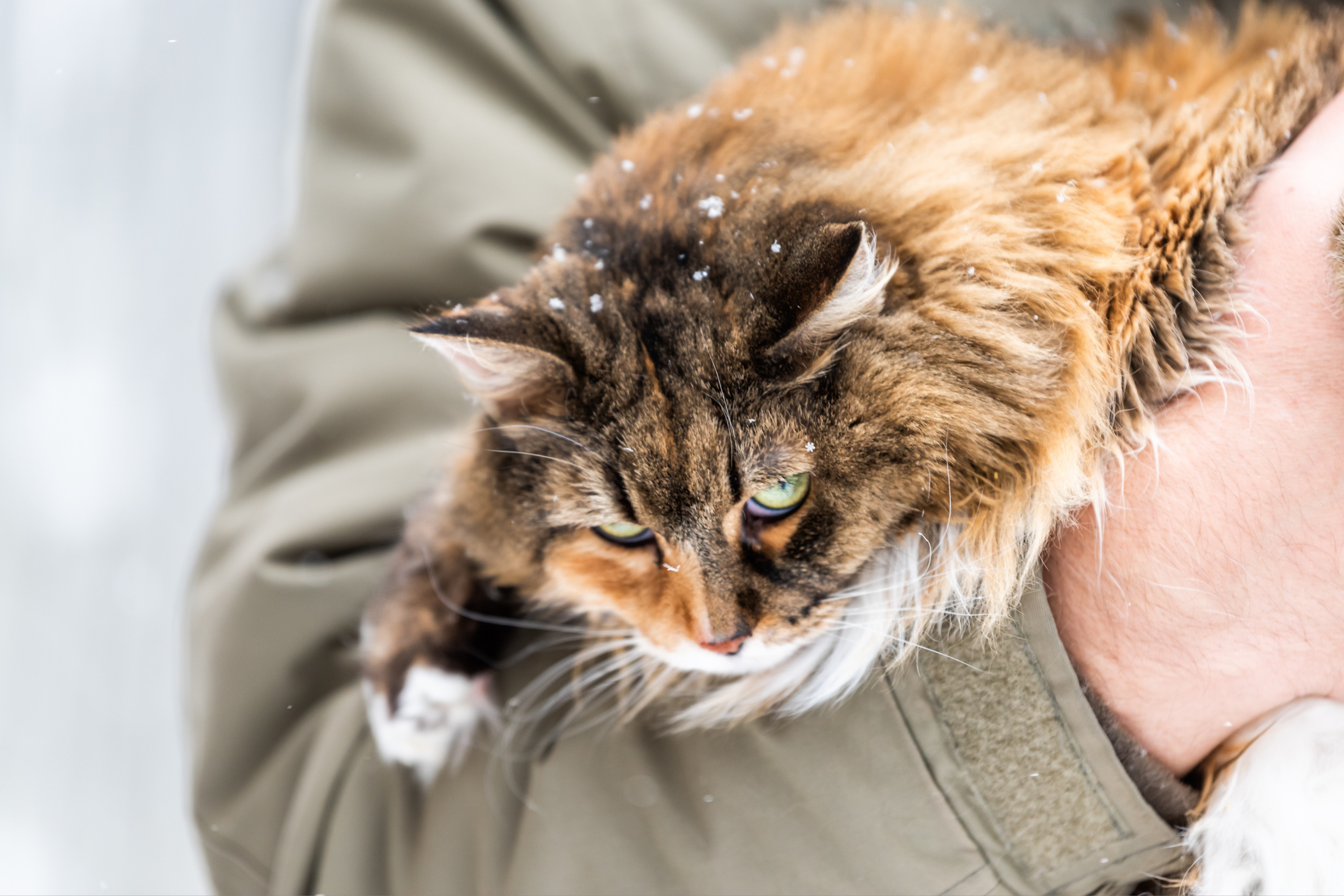 Stray Cat Comes for Food Every Day—Tears at What Happens When Storm Hits