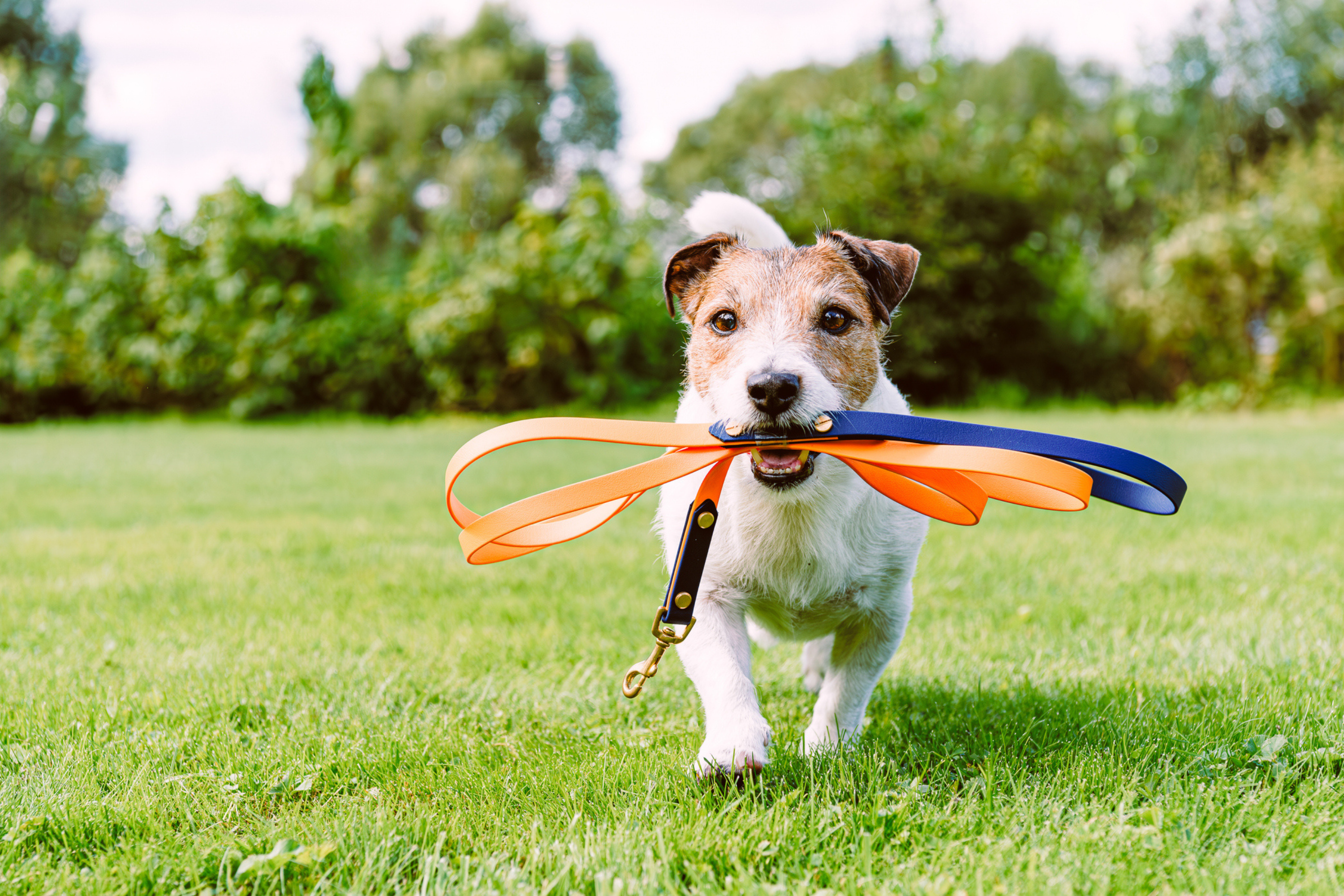 Dog Parks Are a ‘Dangerous Place’ To Take Your Pup, Expert Says—Here’s Why