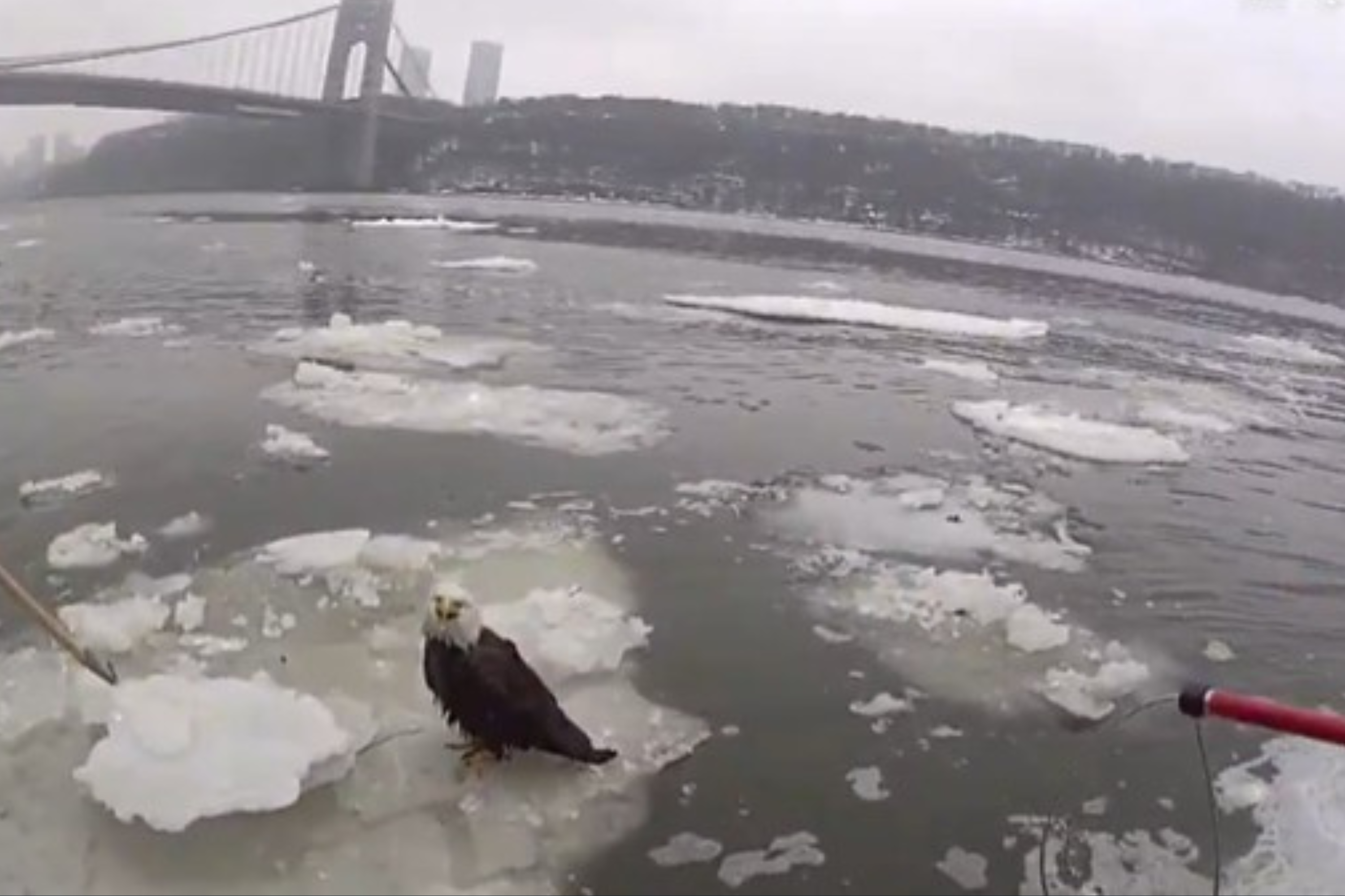 Video Shows NYPD Rescuing Bald Eagle From Hudson River