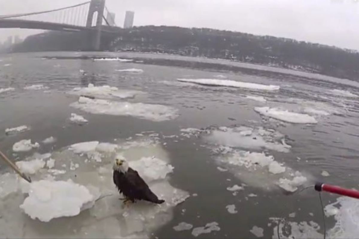 Vídeo mostra NYPD resgatando Bald Eagle do rio Hudson