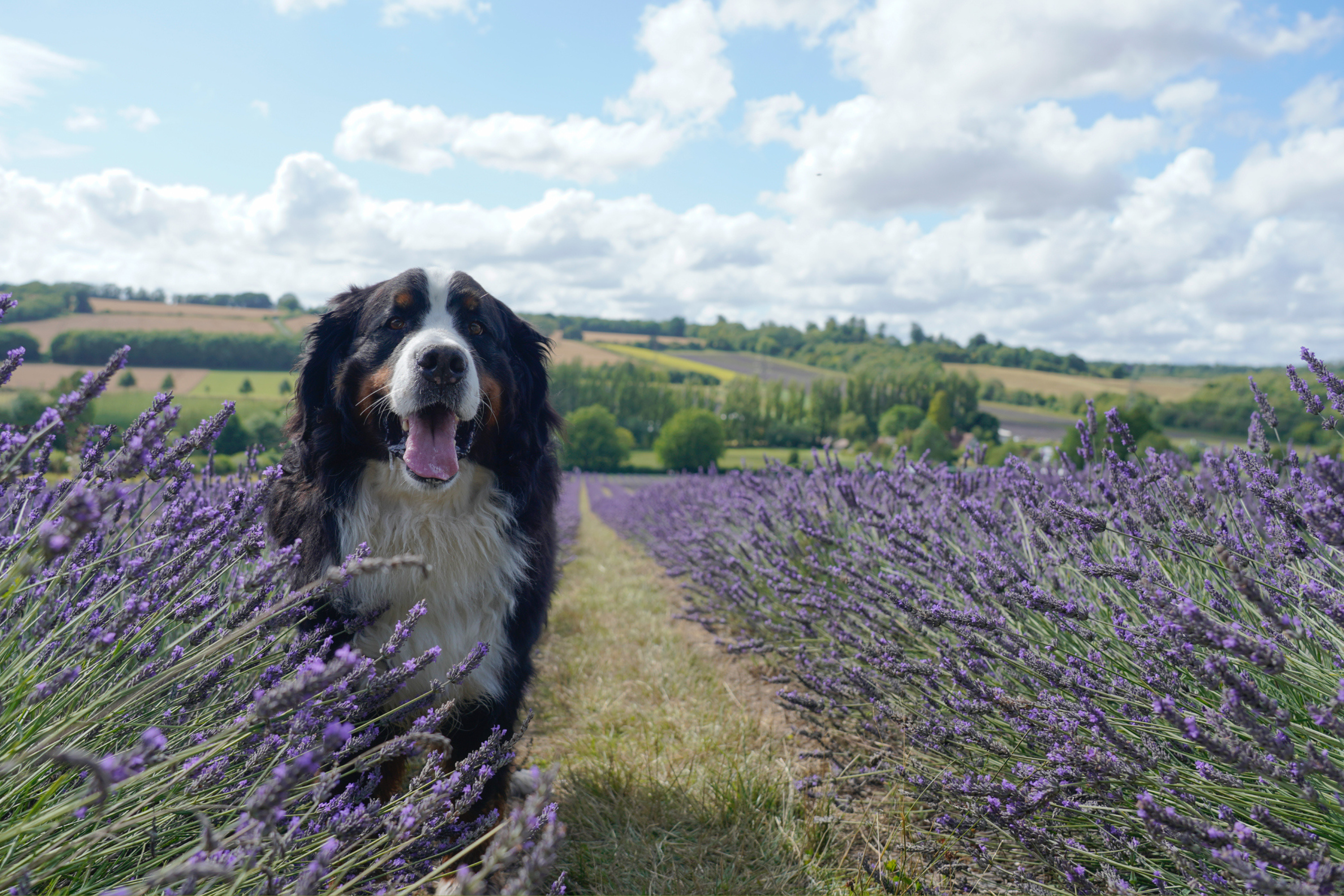 Owner Takes Dog to Park, Gets Offer She Can't Refuse—'Are You Kidding Me?'