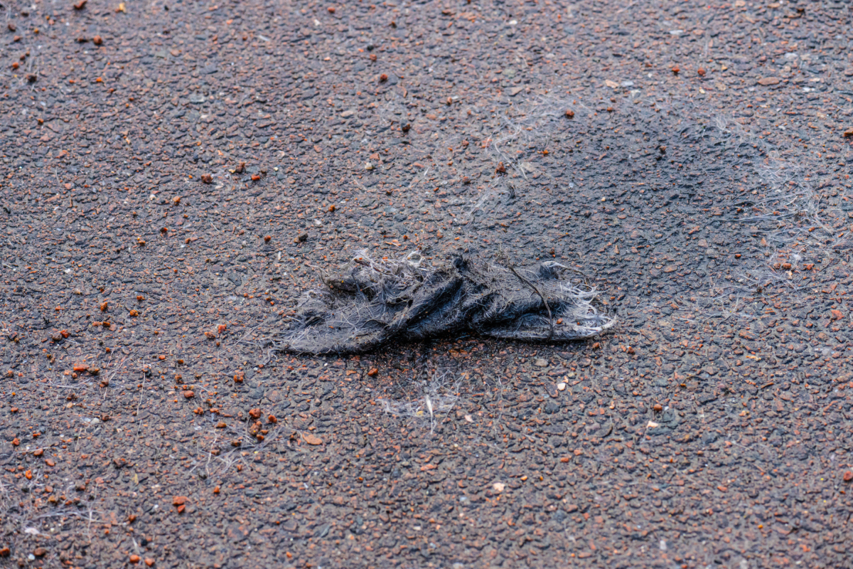 Driver sees black "sock" in middle of road—then realizes it's moving