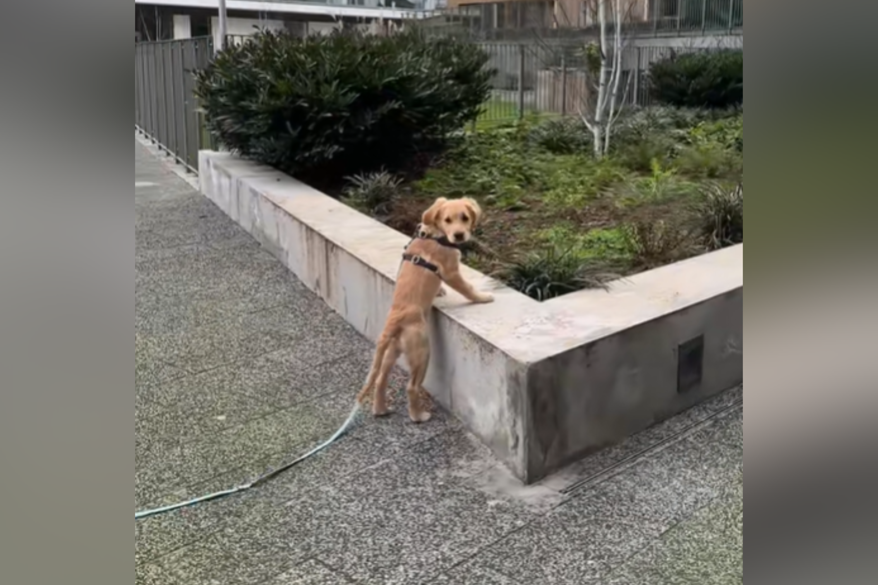 Dog Has Surprise on Walk—Owner Can’t Cope As Weeks Later He Still Remembers