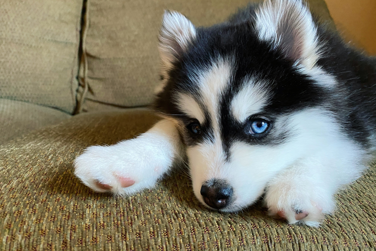 Dog trainer says there’s one key way owners are getting "scammed"