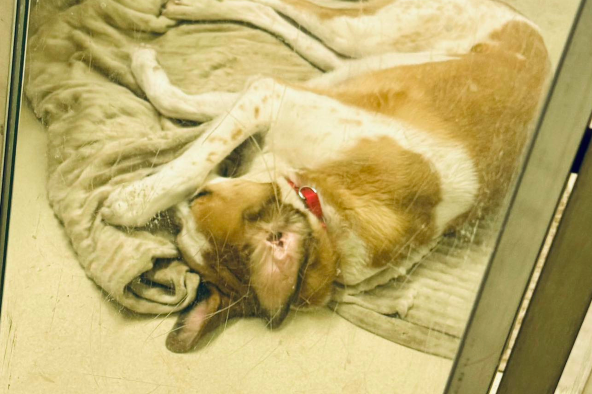 Hearts break at what dog who lost his home does when shelter lights go out