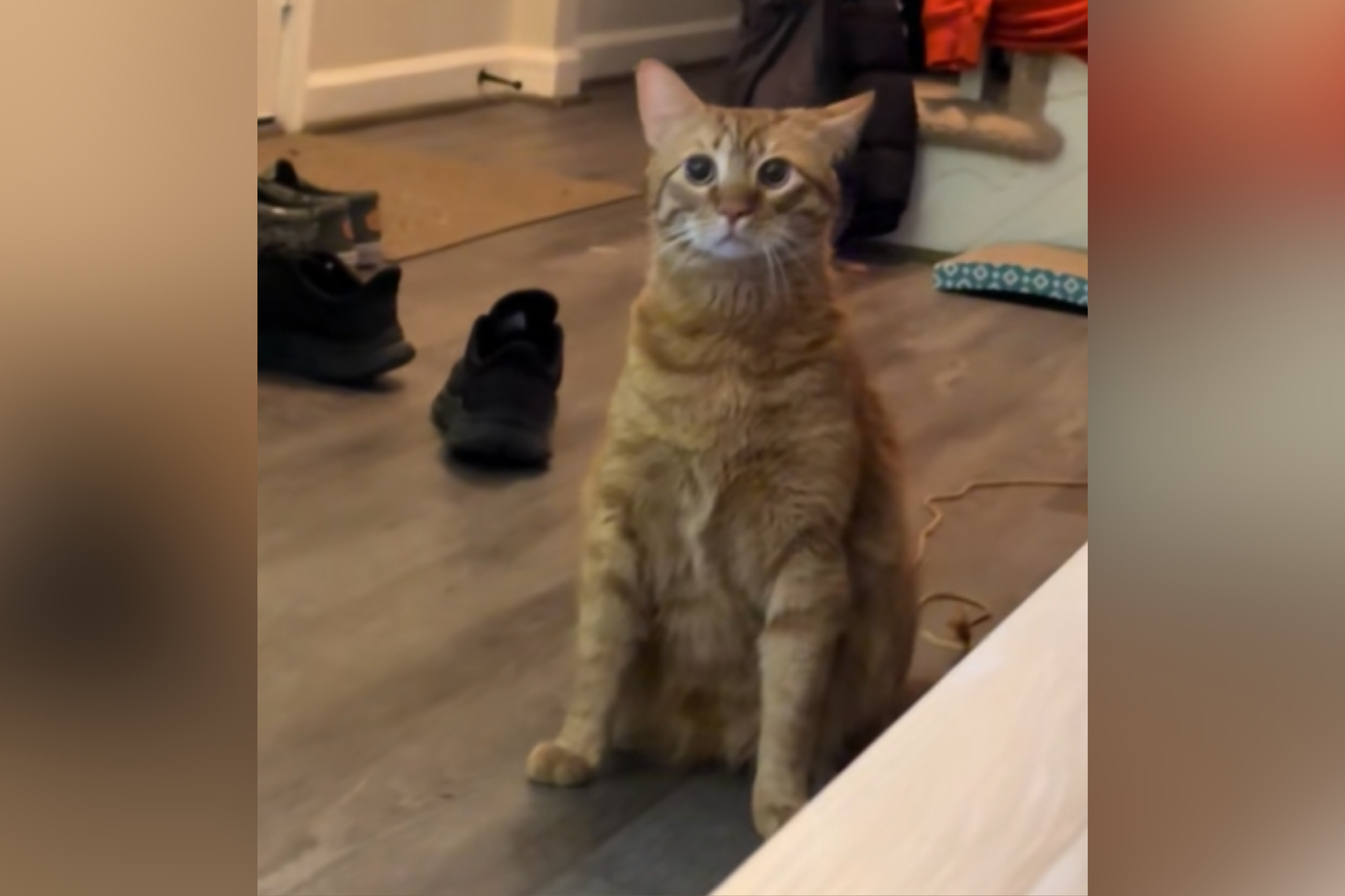 Owners Can’t Cope With How Orange Cat Learns To Stand: ‘What Is Happening?’