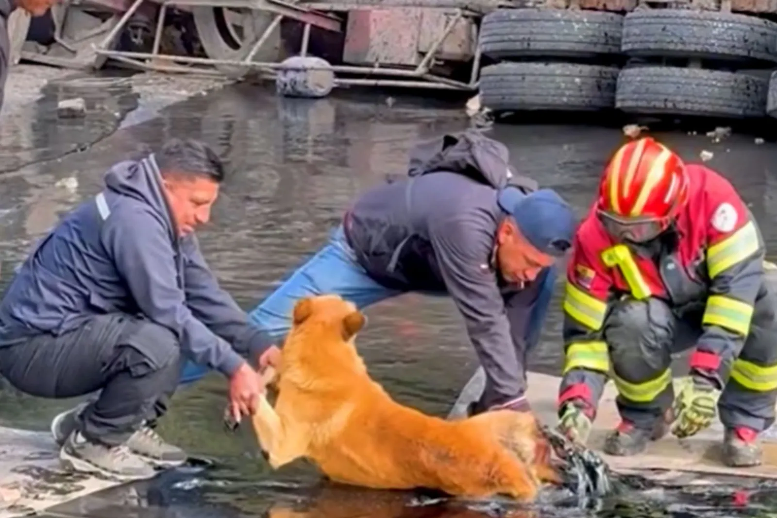 Strangers save dog in tar
