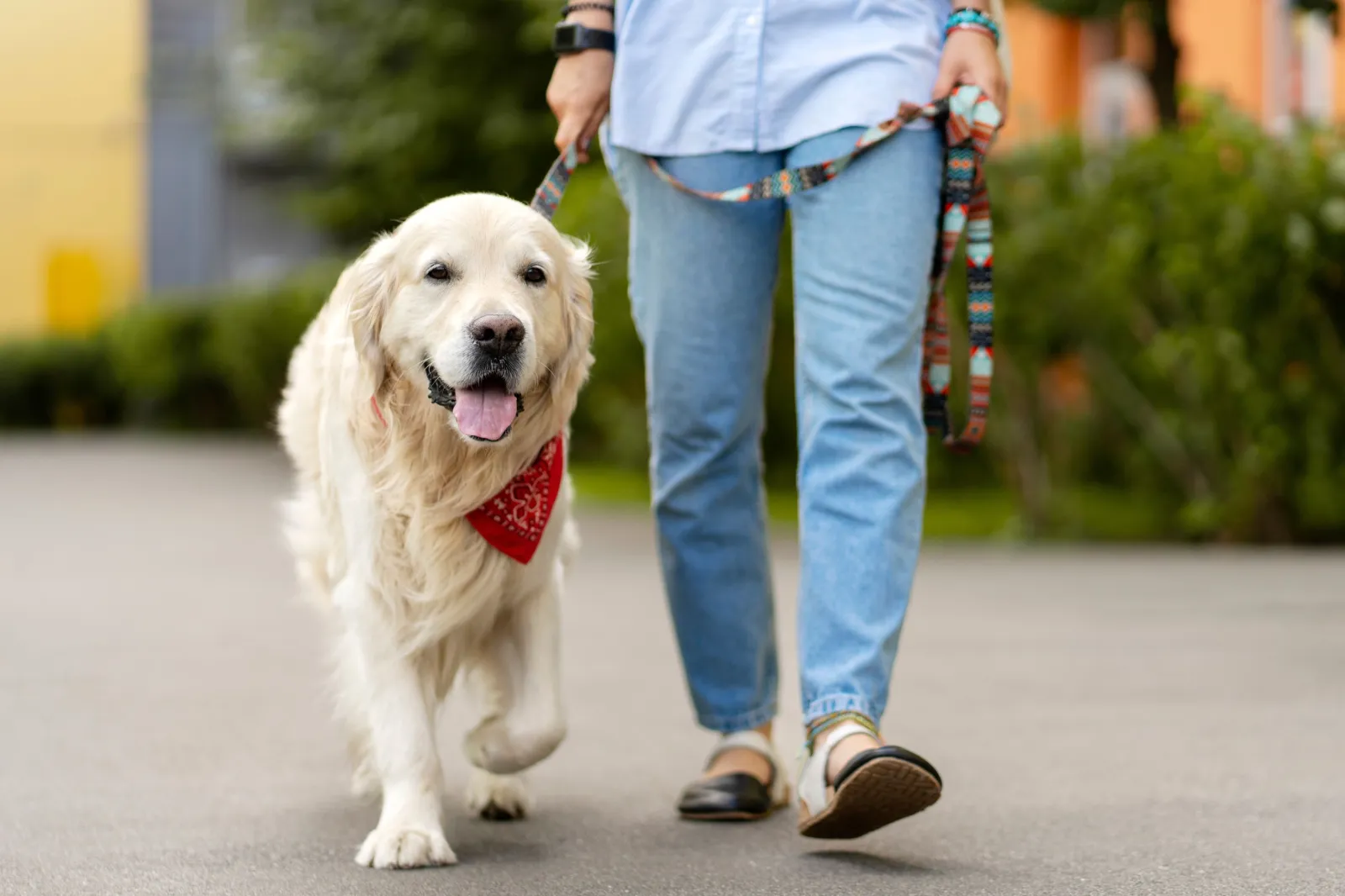 Golden retriever being walked