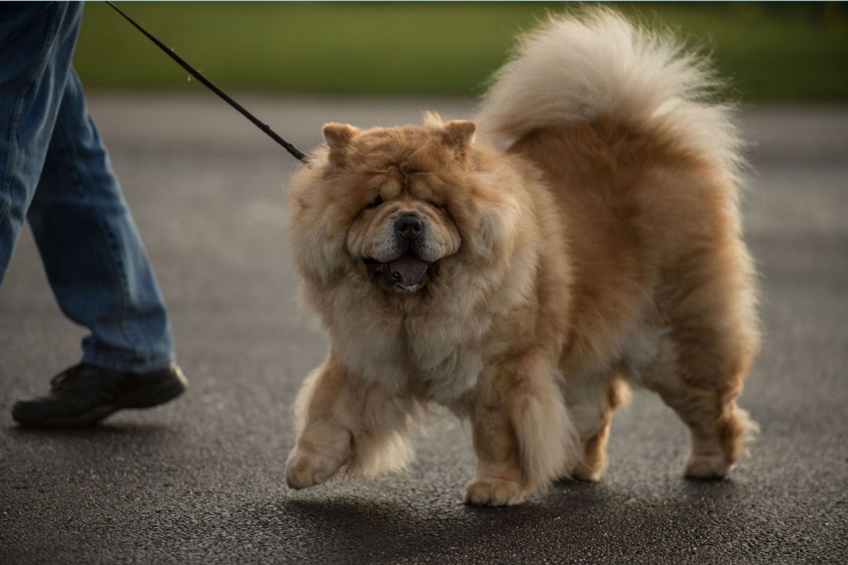 Akitas Top List of Lowest-Walking Dog Breeds, Data Shows - lifestyle news from Newsweek