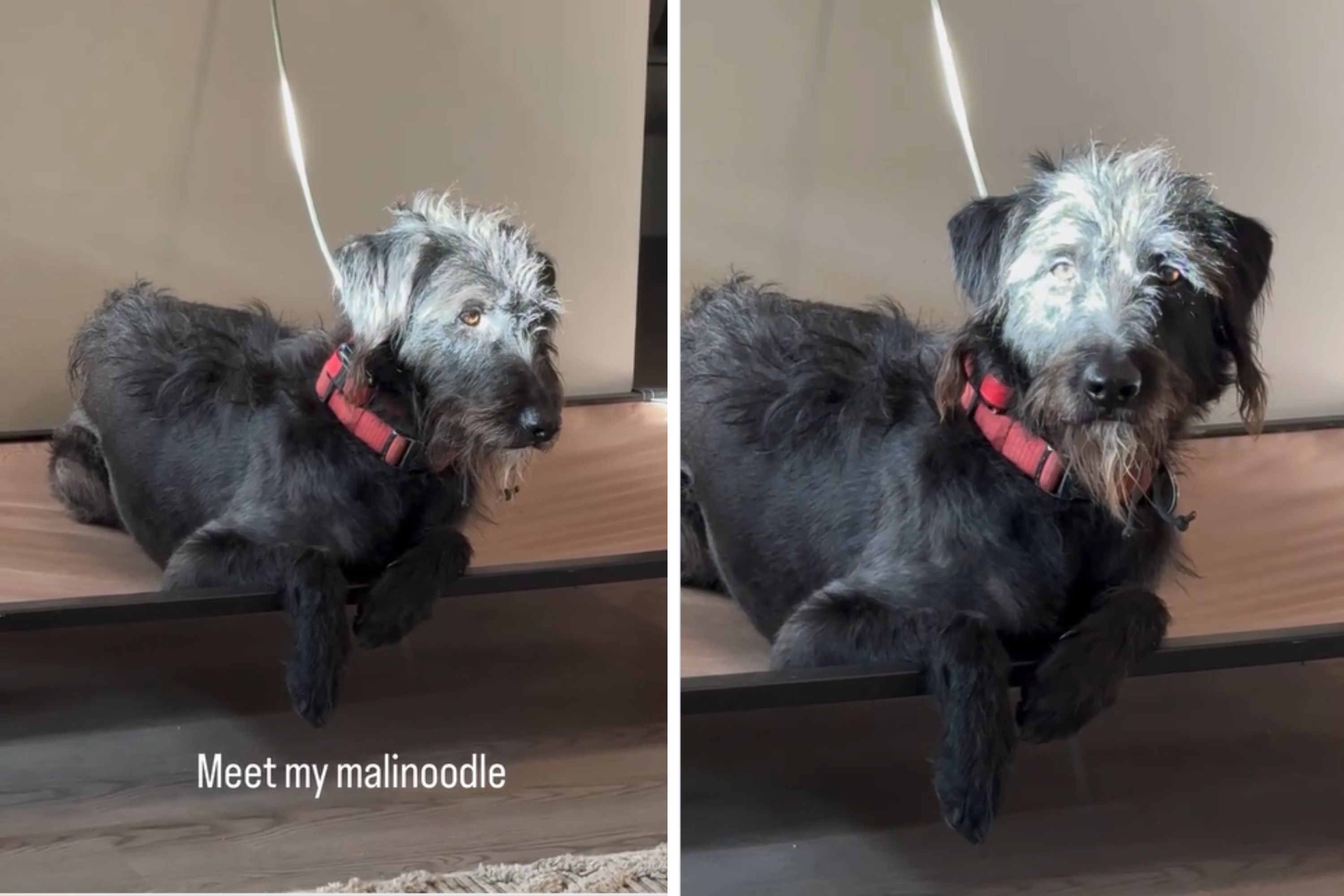 Woman Rescues Malinois and Doodle Mix—No One Ready for What Dog Looks Like