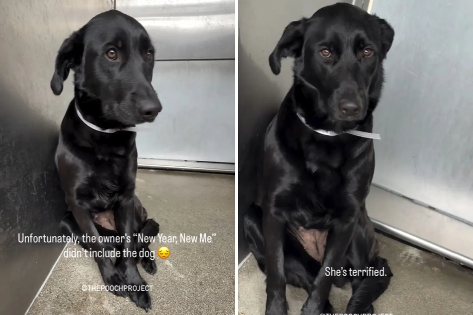 Labrador retriever trembles in shelter