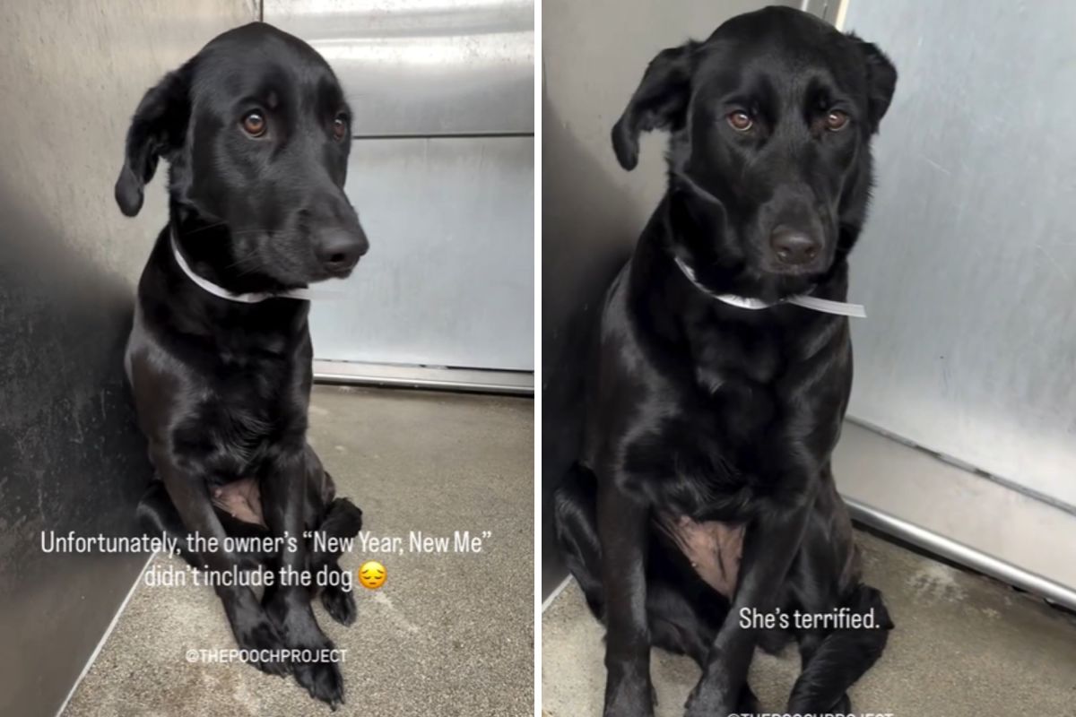Tears Over 3-Word Reason Owners Give When Surrendering Labrador Retriever Tears Over 3-Word Reason Owners Give When Surrendering Labrador Retriever