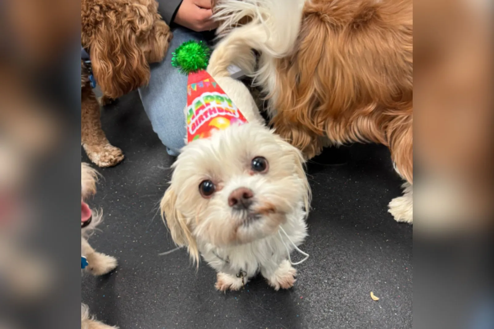 Owners Get Sweet Text From Daycare for Dog’s Birthday—but There’s a Problem Owners Get Sweet Text From Daycare for Dog’s Birthday—but There’s a Problem