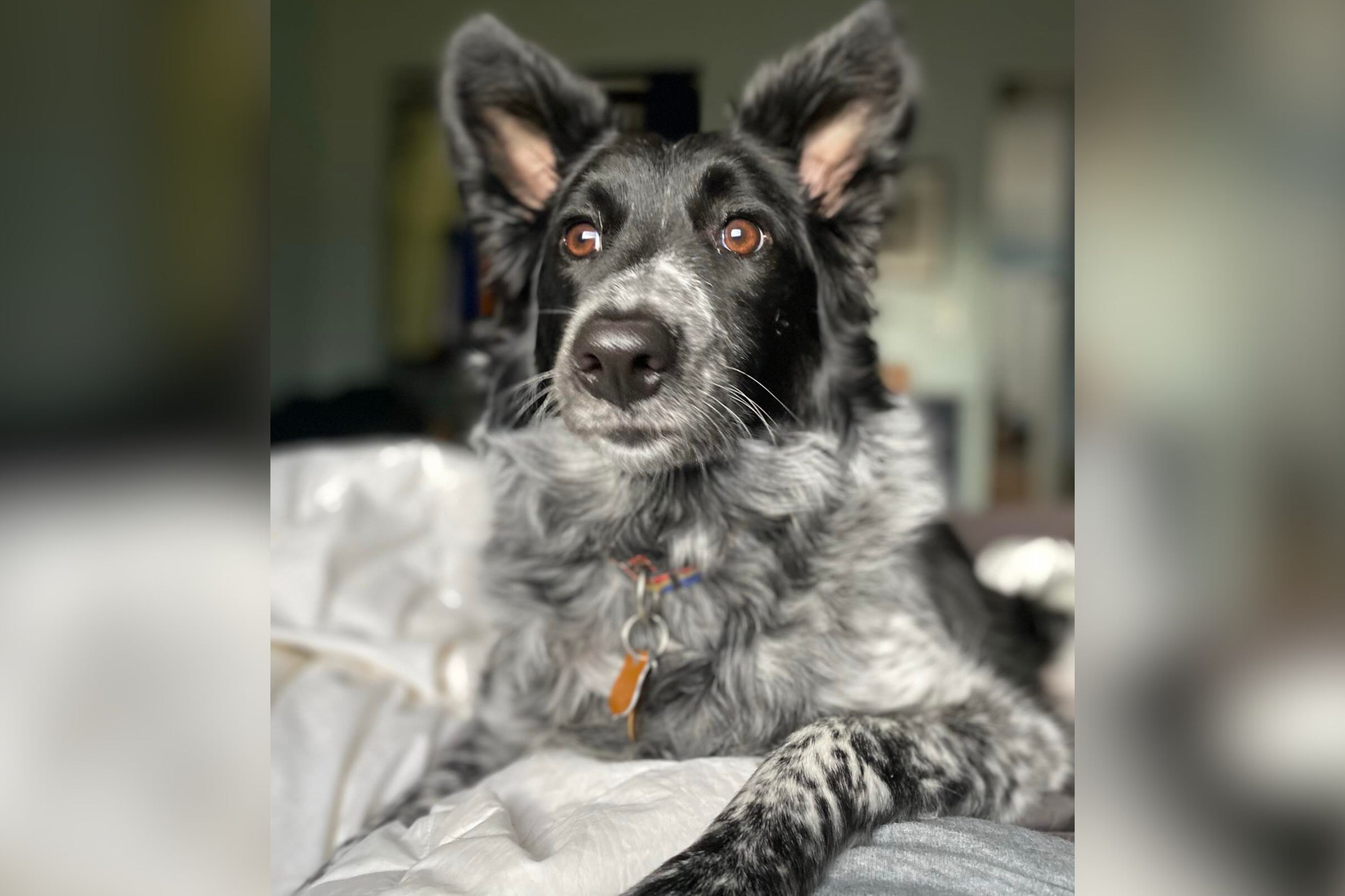 Dog Gets Her First‑Ever Report Card—Owner Can’t Cope With What Staff Say