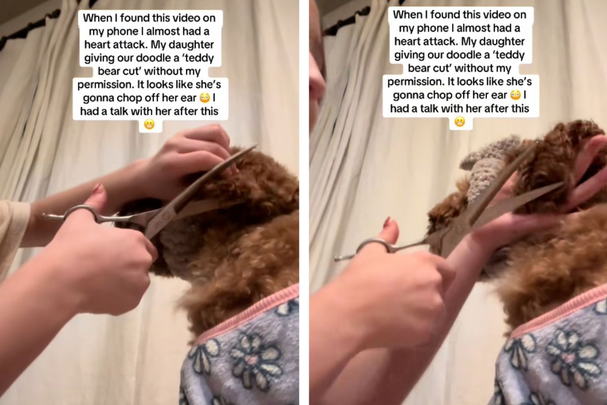 A Daughter's DIY Dog Makeover: A Cautionary Tale