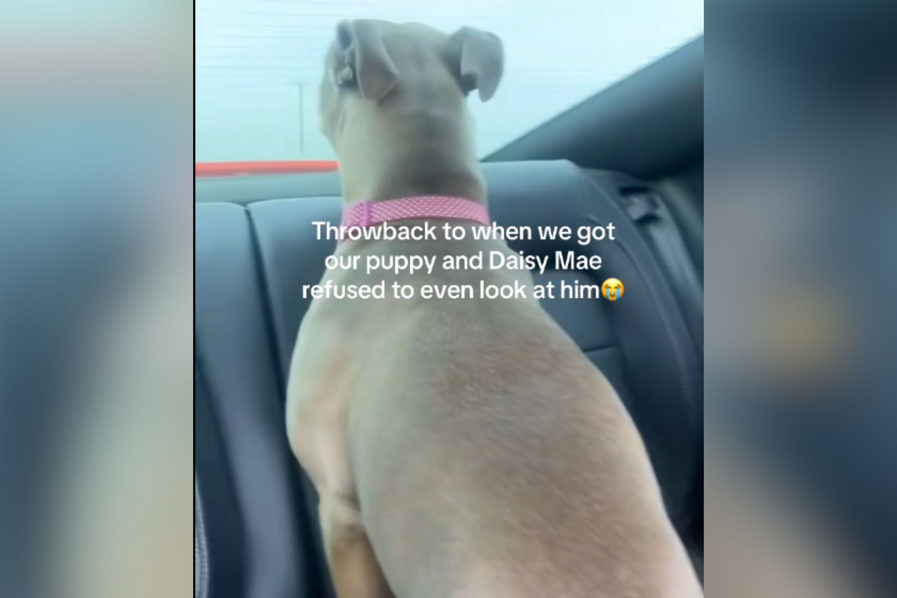 Couple Gets New Puppy—Hysterics Over Older Dog’s Reaction in Car Going Home