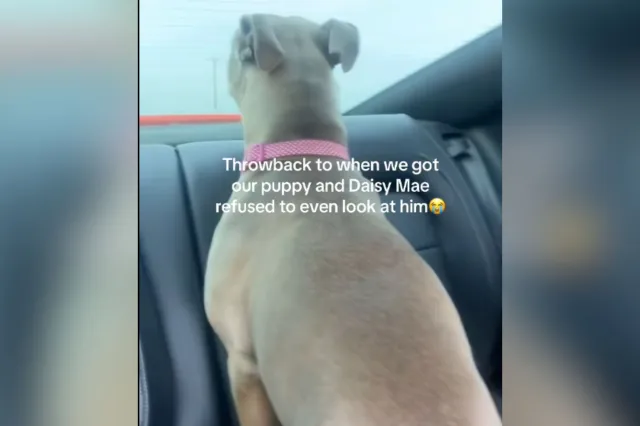 Pit bull looking out window