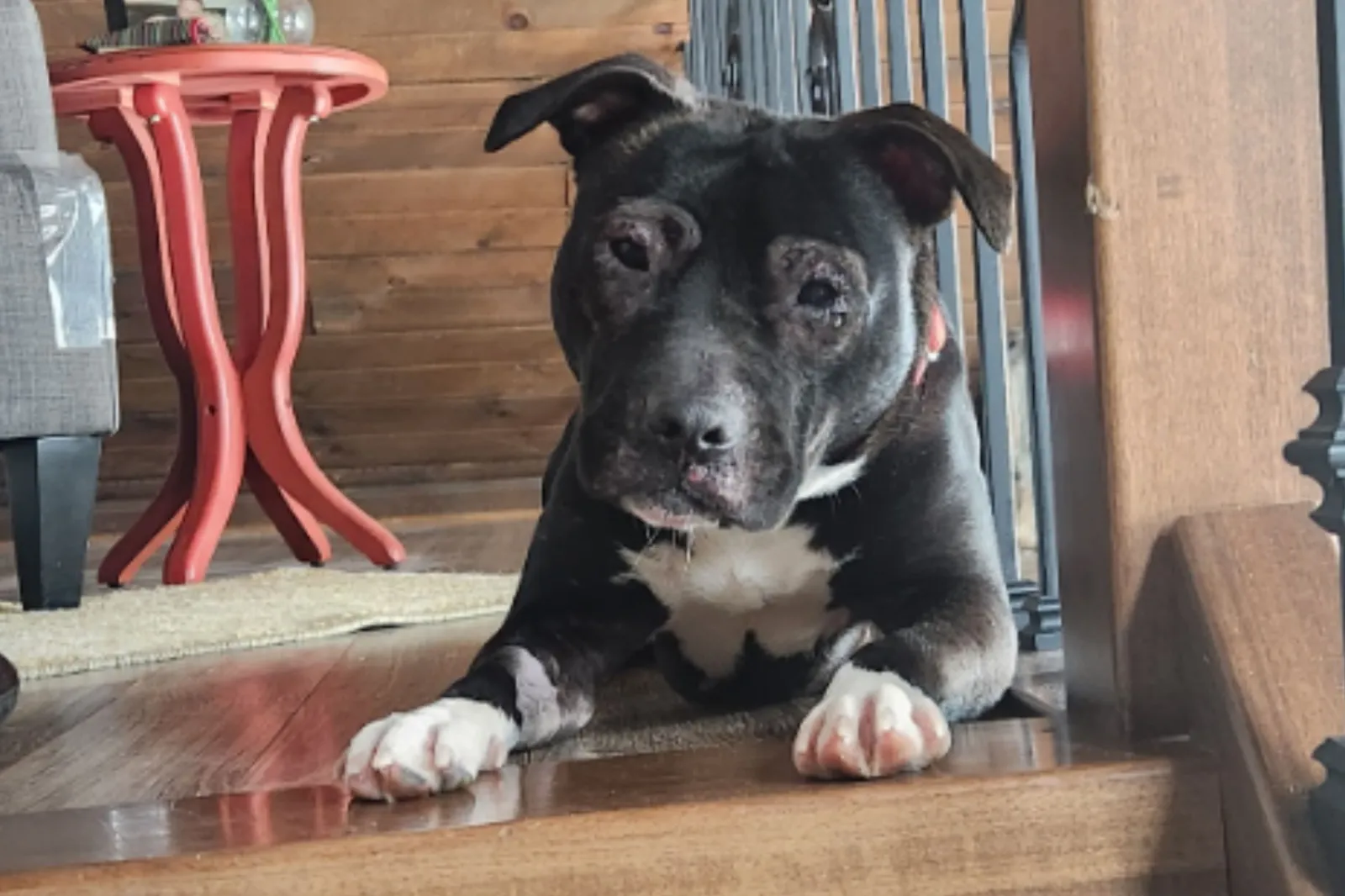 Danish Waiting for a New Home