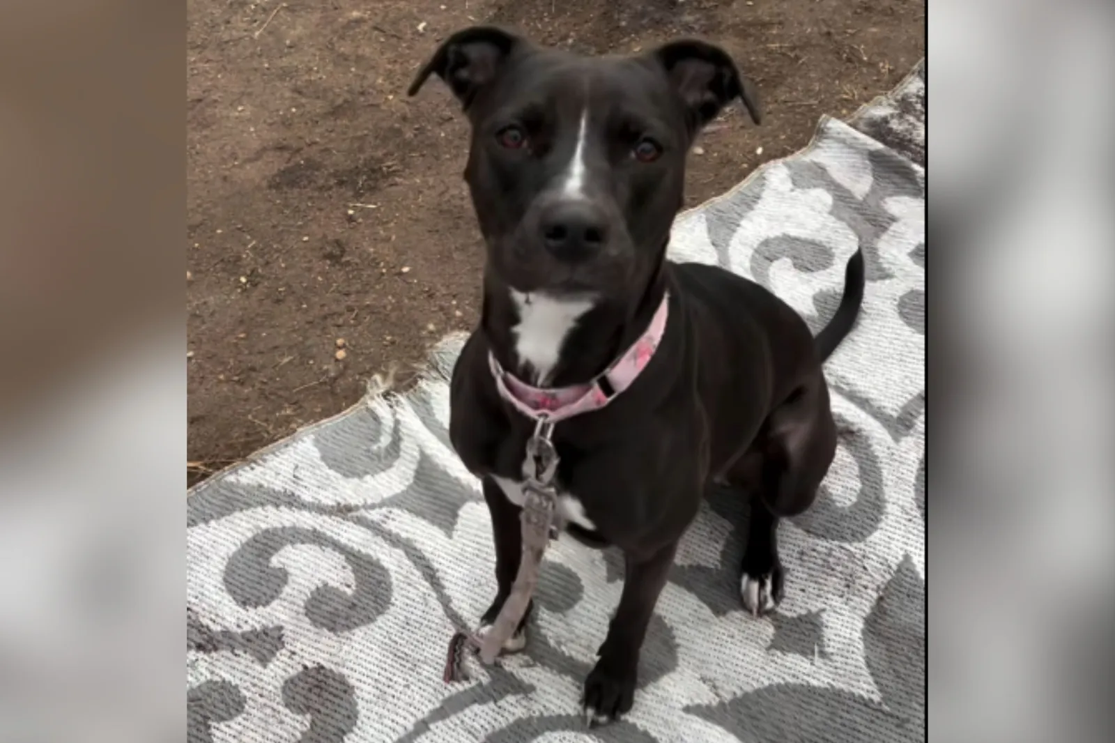 Tears as Dog Left in Empty Apartment in 2022 Still Waiting for Forever Home