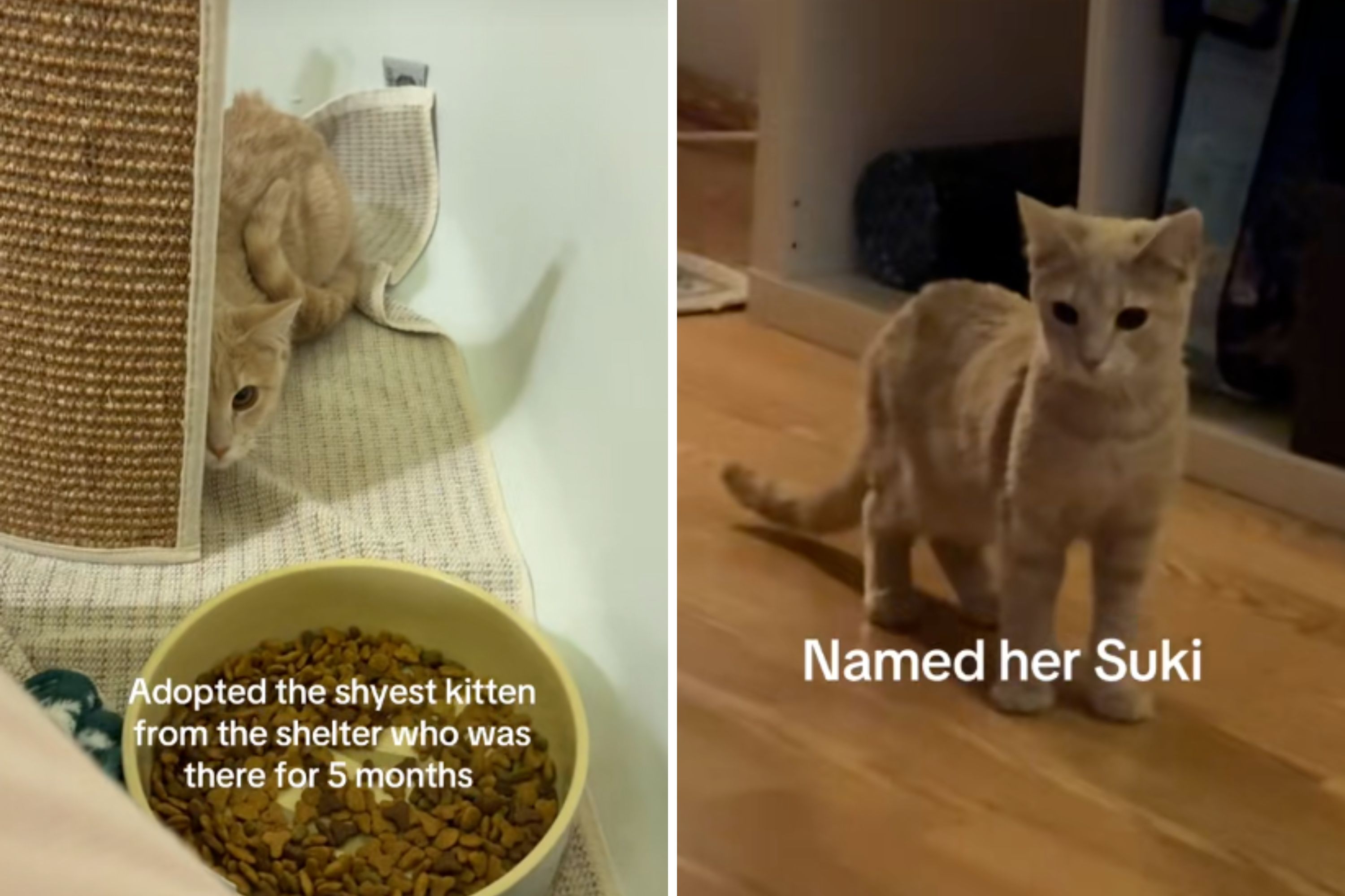 ‘Shyest’ Kitten in Shelter 5 Months Adopted—Behavior at Home Stuns Owner