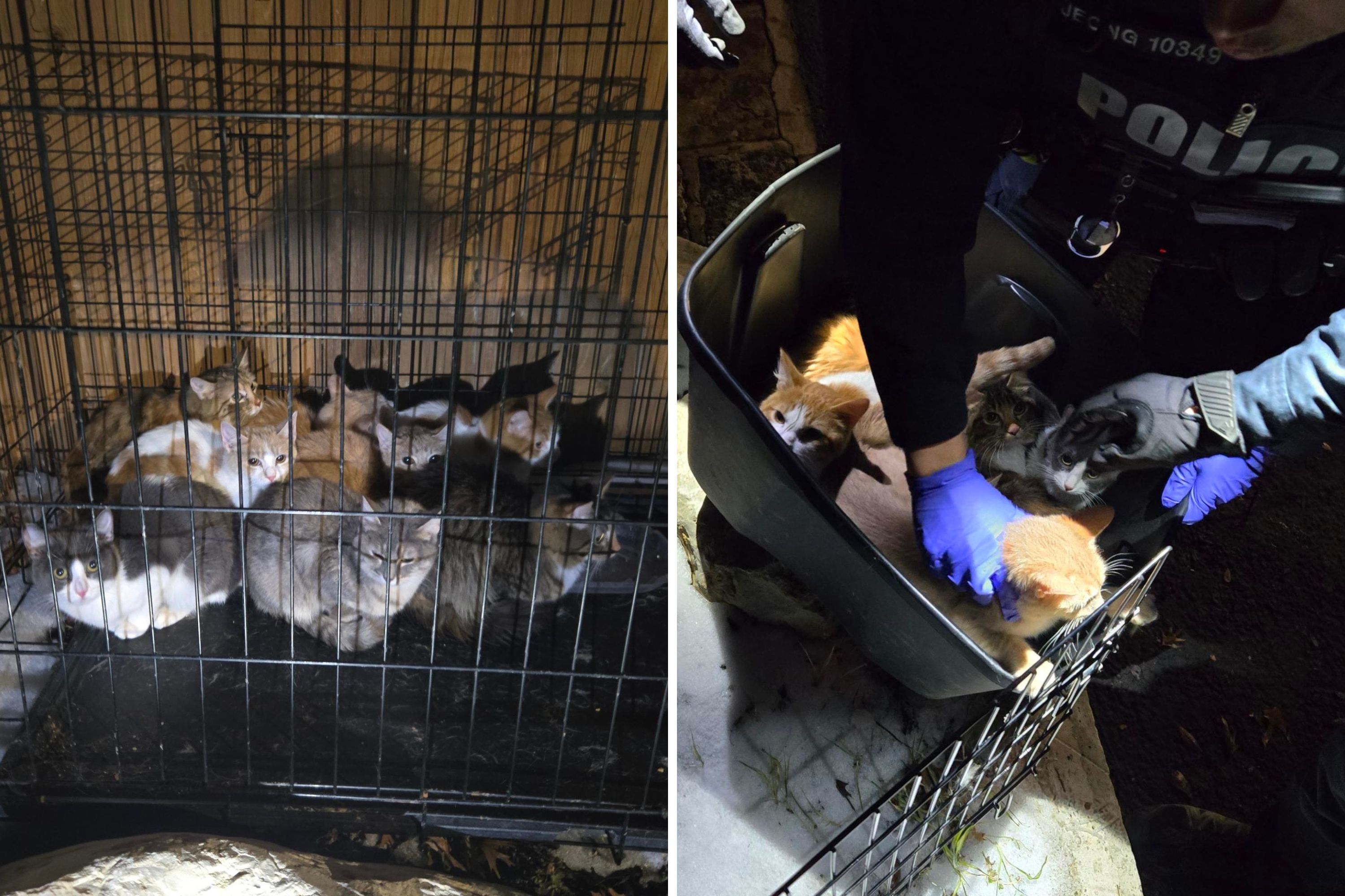Fury at Owner Who Dumped 8 Kittens Left Freezing in Snow: 'Precious Babies'