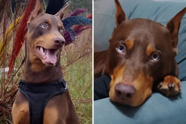Doberman with blue eyes