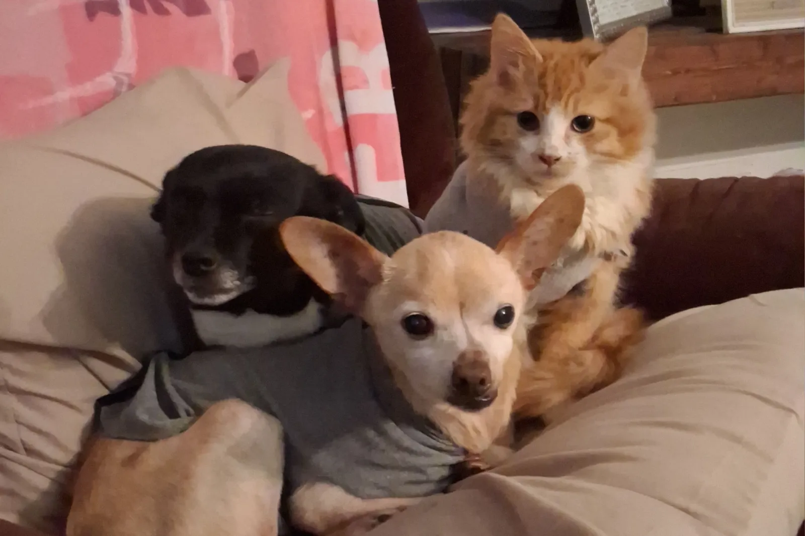 Kitty with doggy siblings