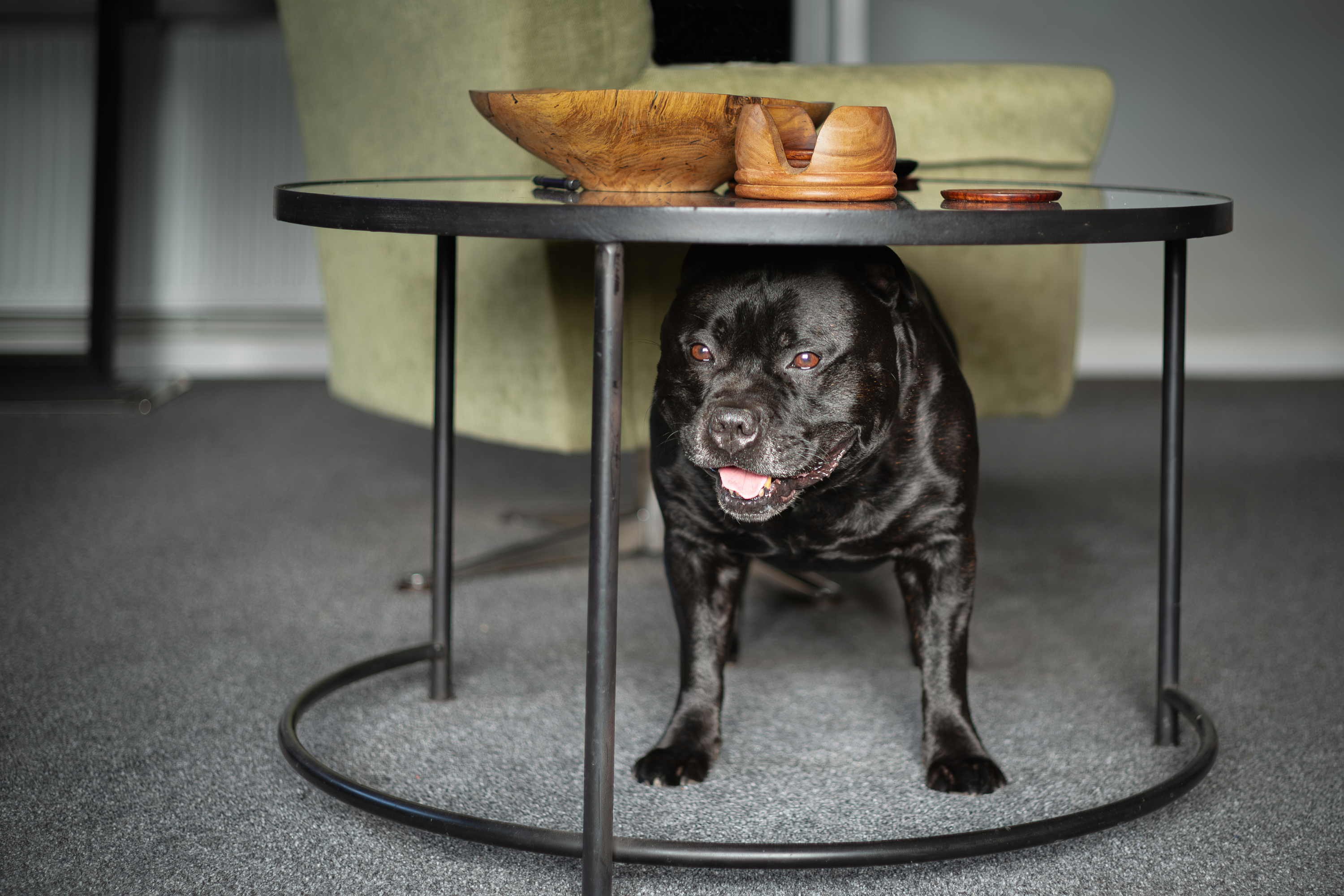 Dog Trainer Says the First 72 Hours After Adoption Matter Most—Here’s Why