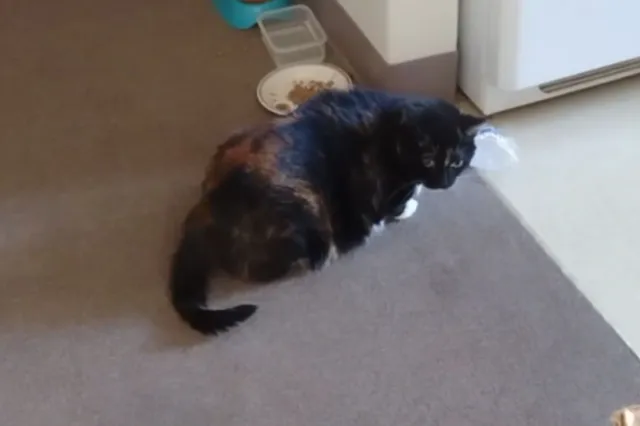 Cat with bag of carrots