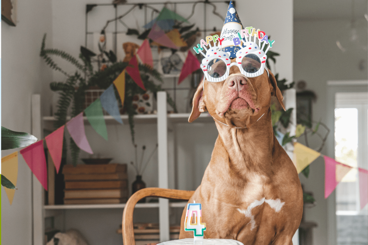 Dog discarded by breeder, left on streets—then she found her “girlhood”