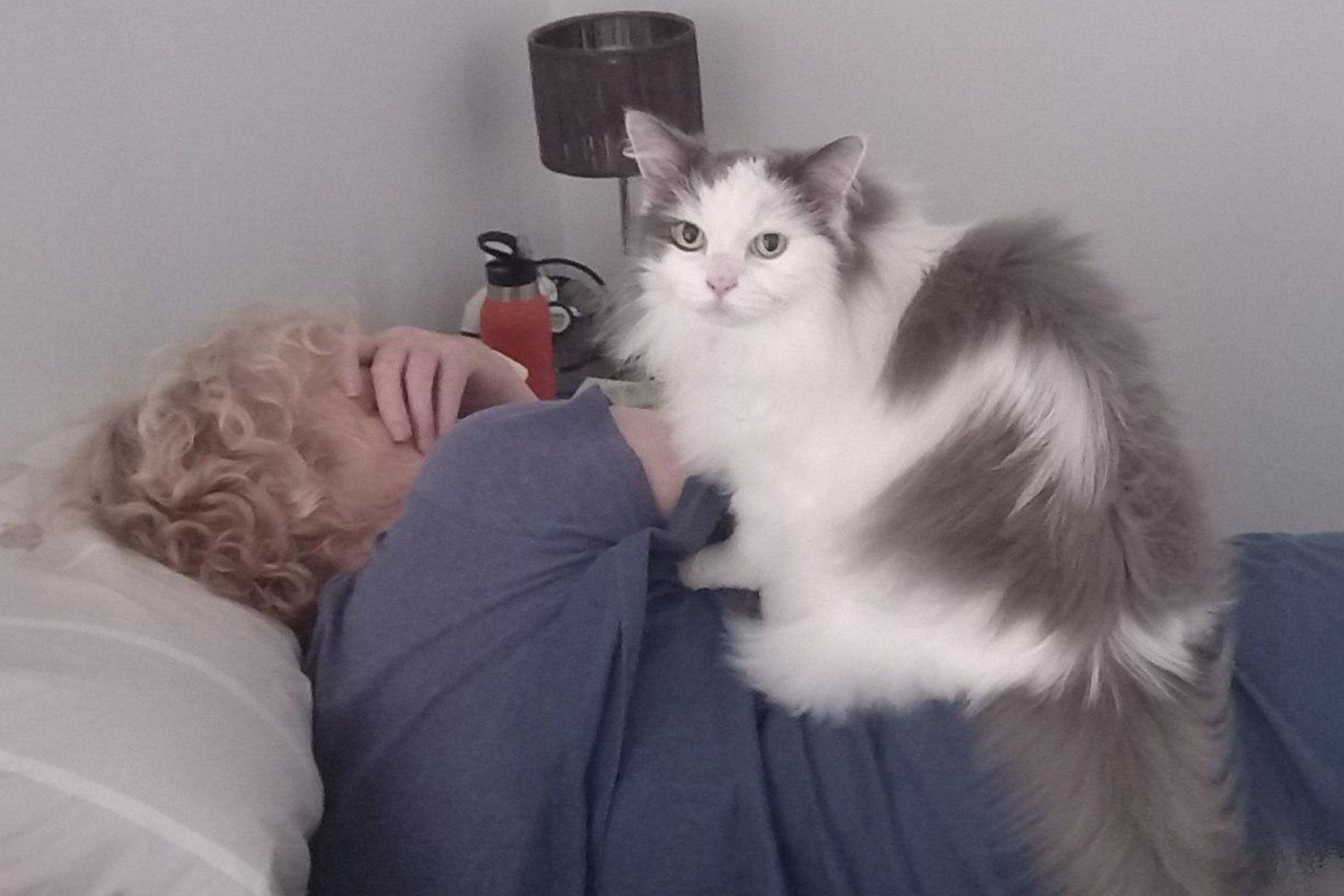 Cat Sitter Sends 5am Photo Update—Owner 'Can't Cope' With What She Sees