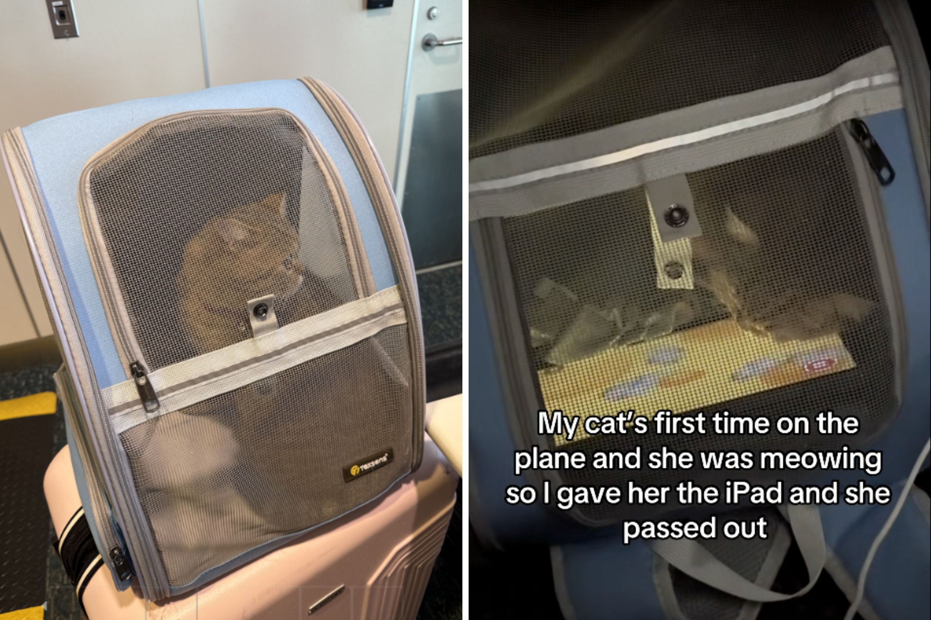 Woman Takes Cat on First Flight—Only Thing That Calms Her Down Melts Hearts