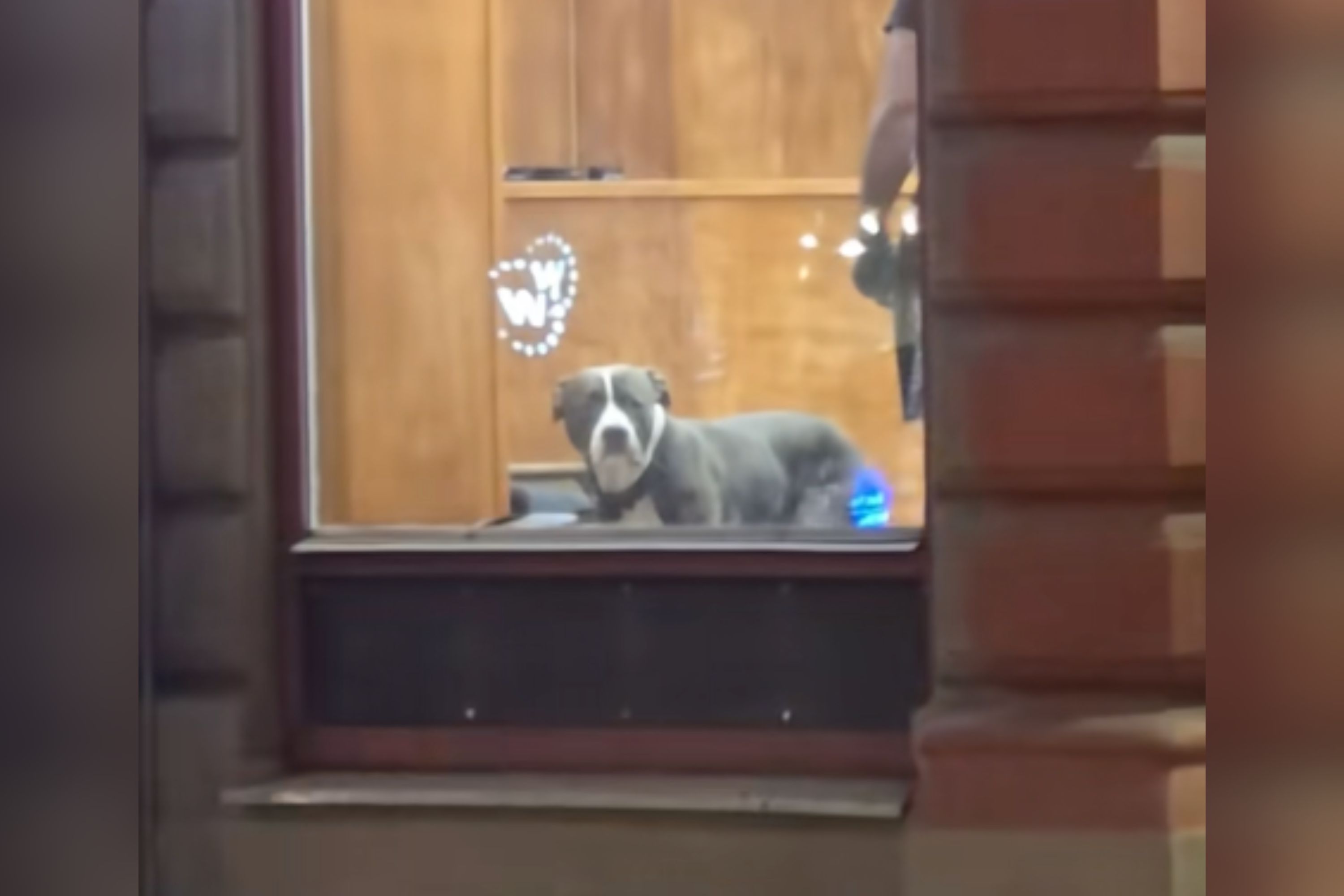 Hearts Break Over Face of Dog at the Barber: ‘Thought I Left Him Behind’