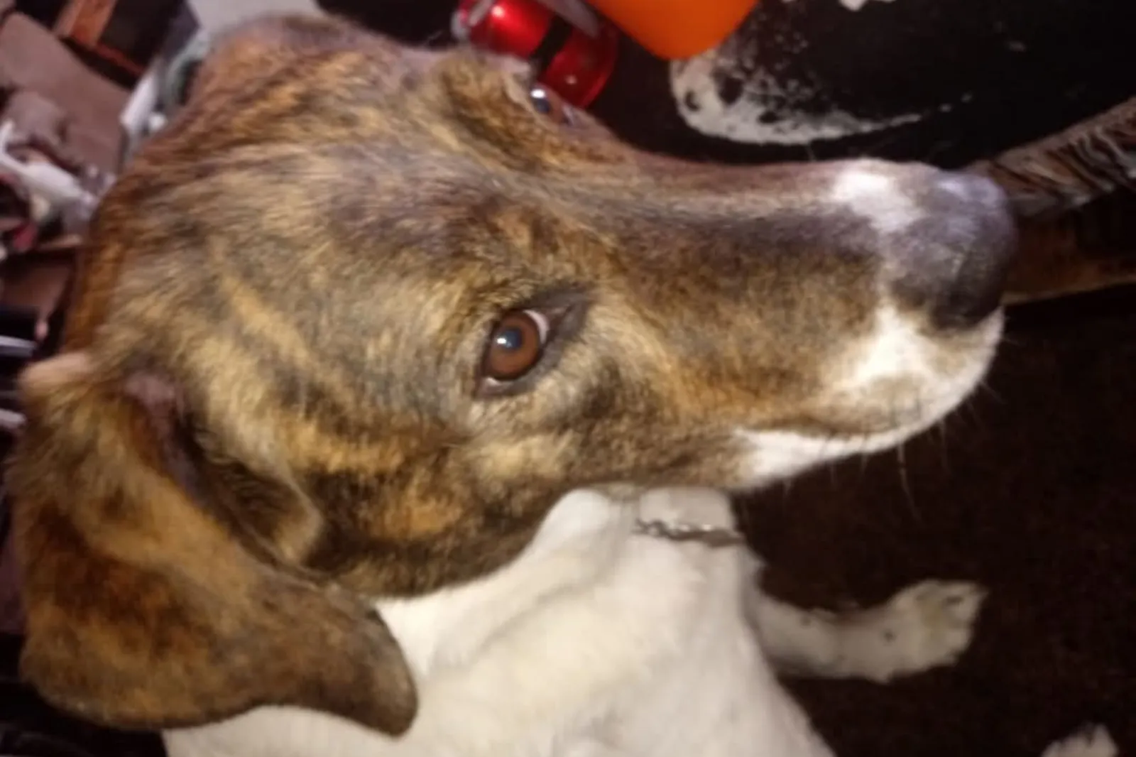 Senior rescue dog named Opie